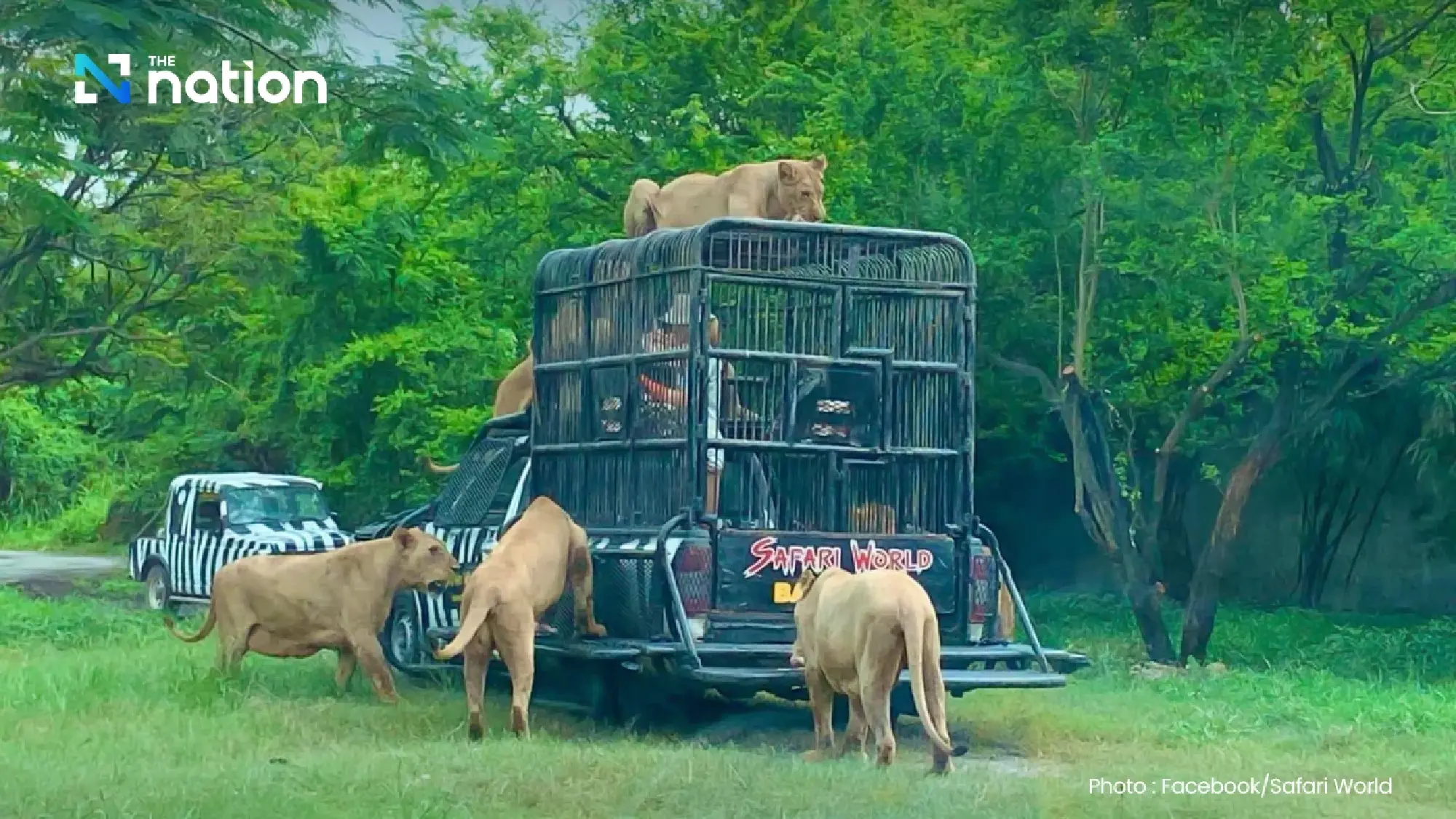 Safari World vows urgent safety review after zookeeper killed in lion attack