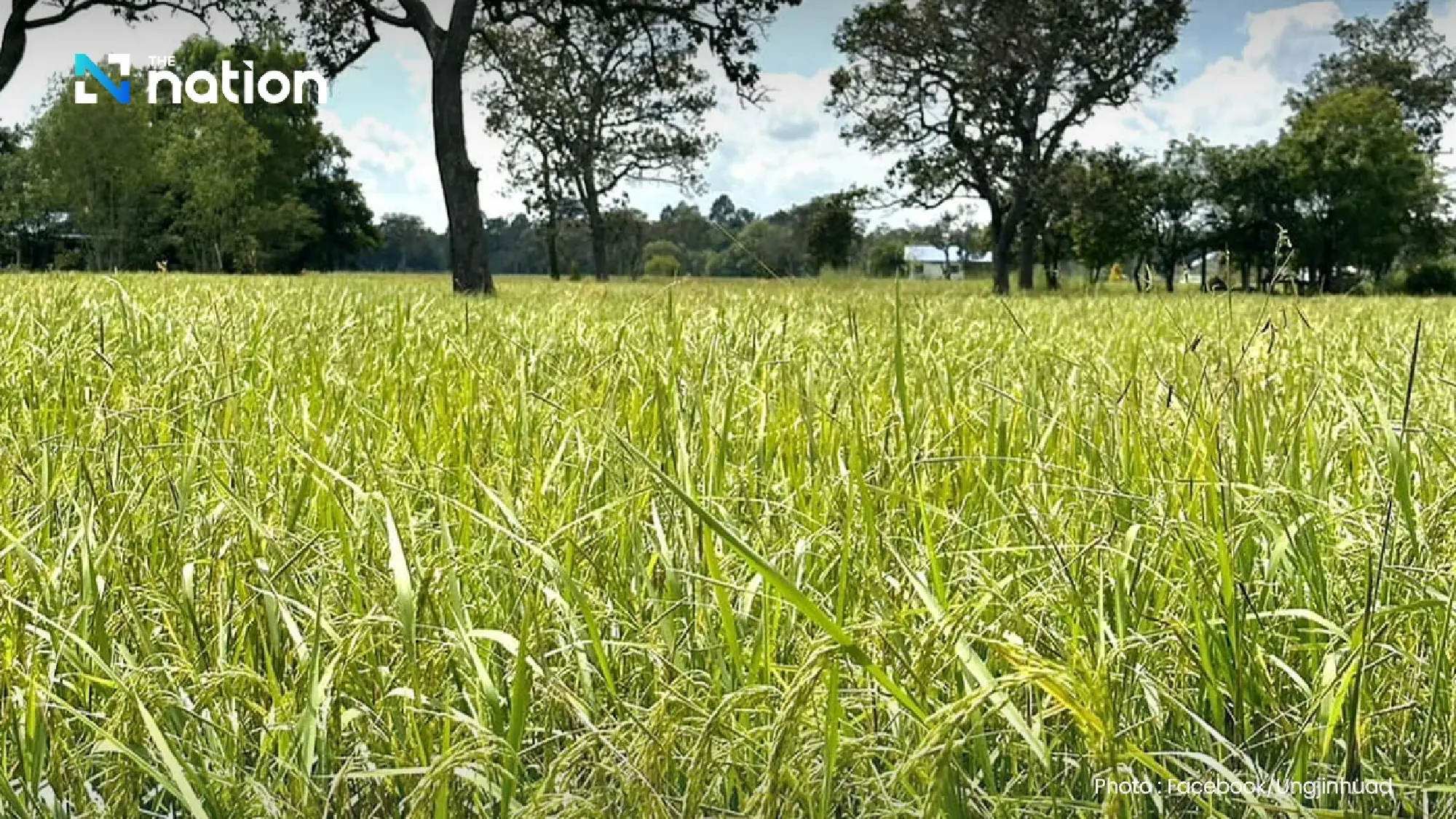 Thailand’s rice exports fall for 10th month, domestic prices drop by 200 baht per tonne