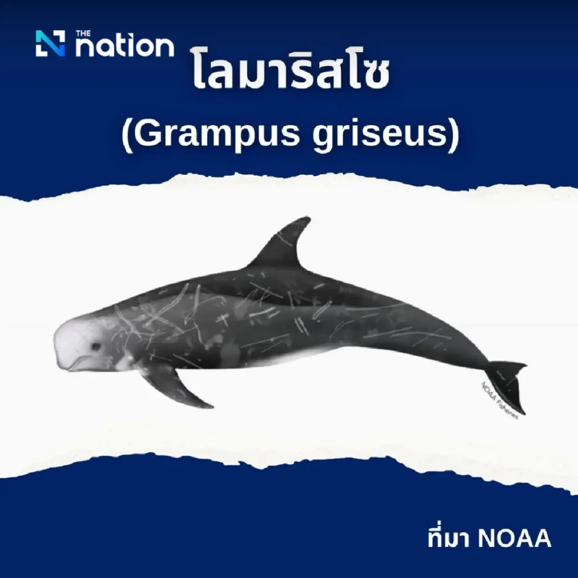 Cabinet resolves to add two whale species and one dolphin species to protected list