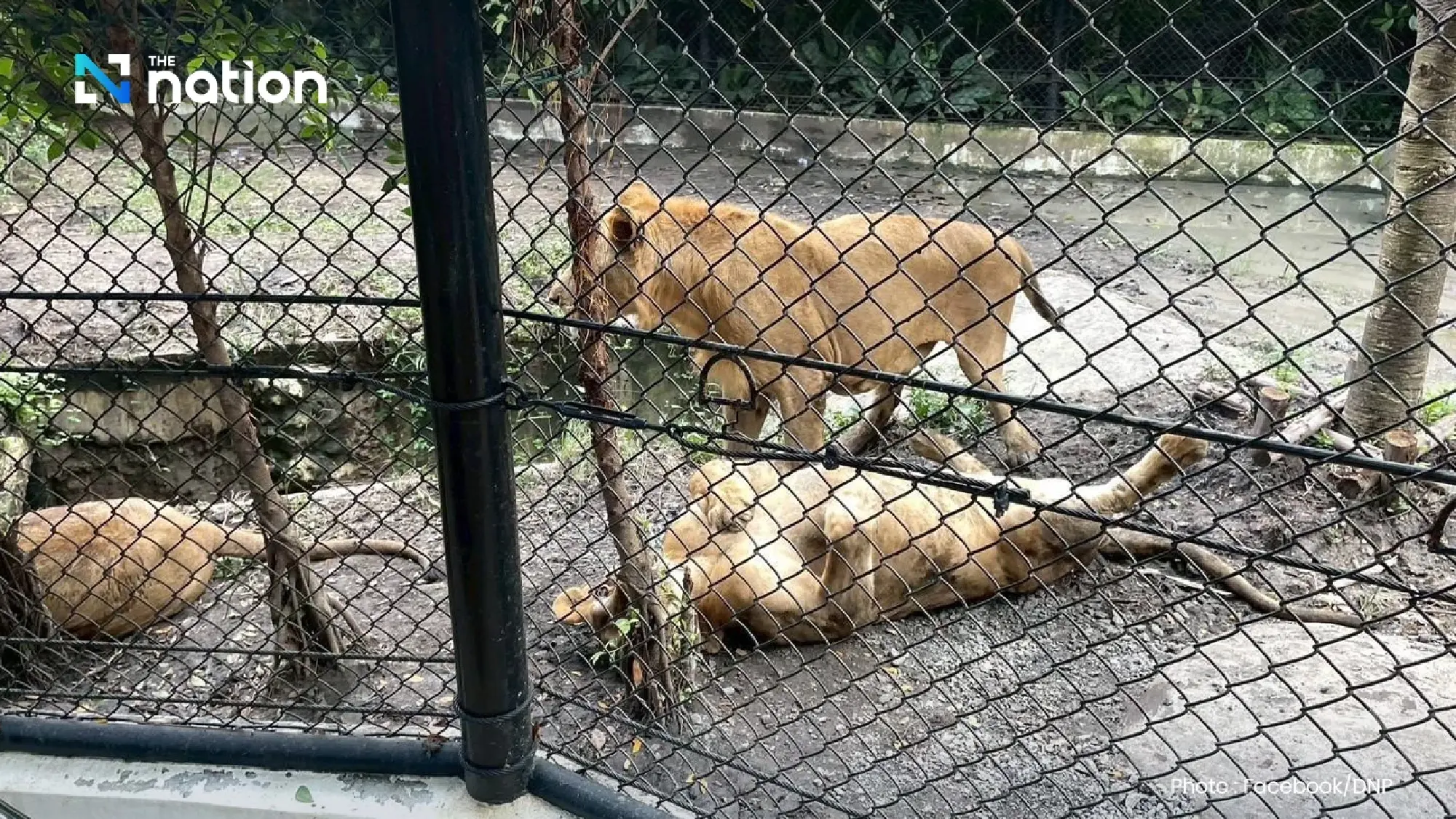 National Parks Department orders urgent safety improvements at Safari World after lion attack