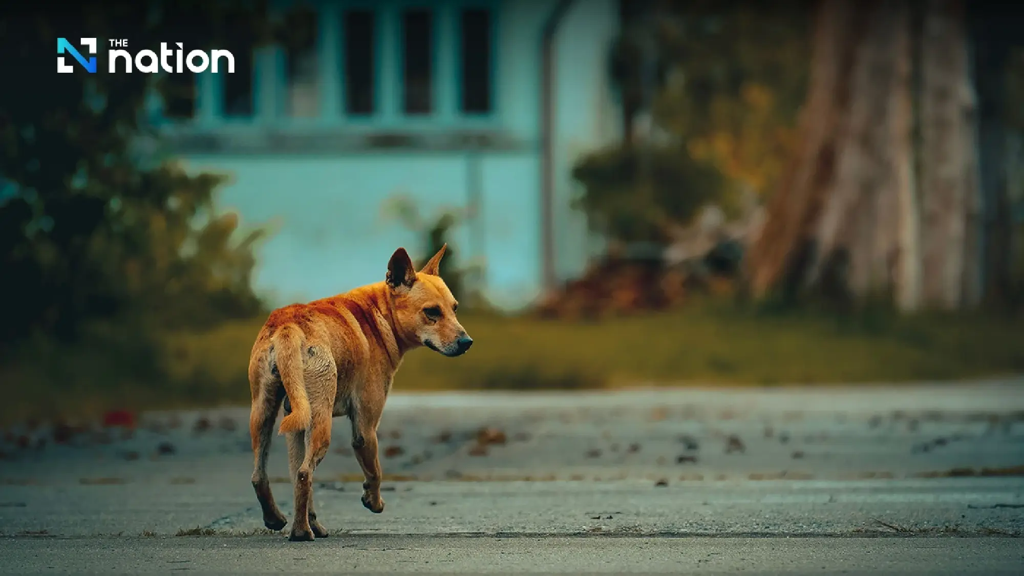 BMA issues rabies alert for three Bangkok districts