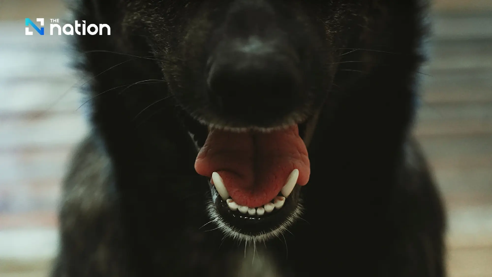 Bangkok and Samut Prakan declared rabies zones, 30-day animal movement ban