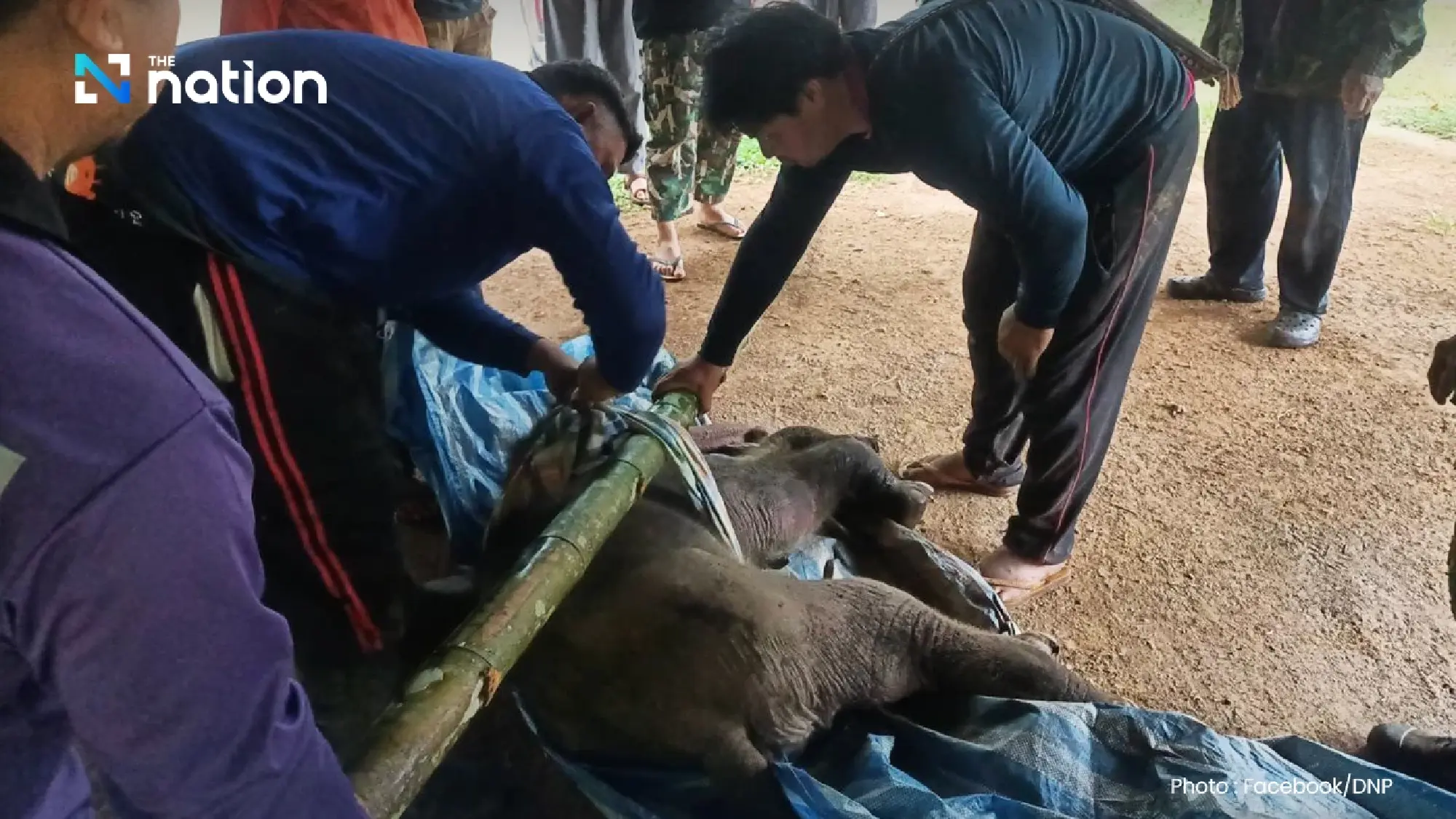 Baby elephant rescued after mother abandons it in Lam Khlong Ngu forest