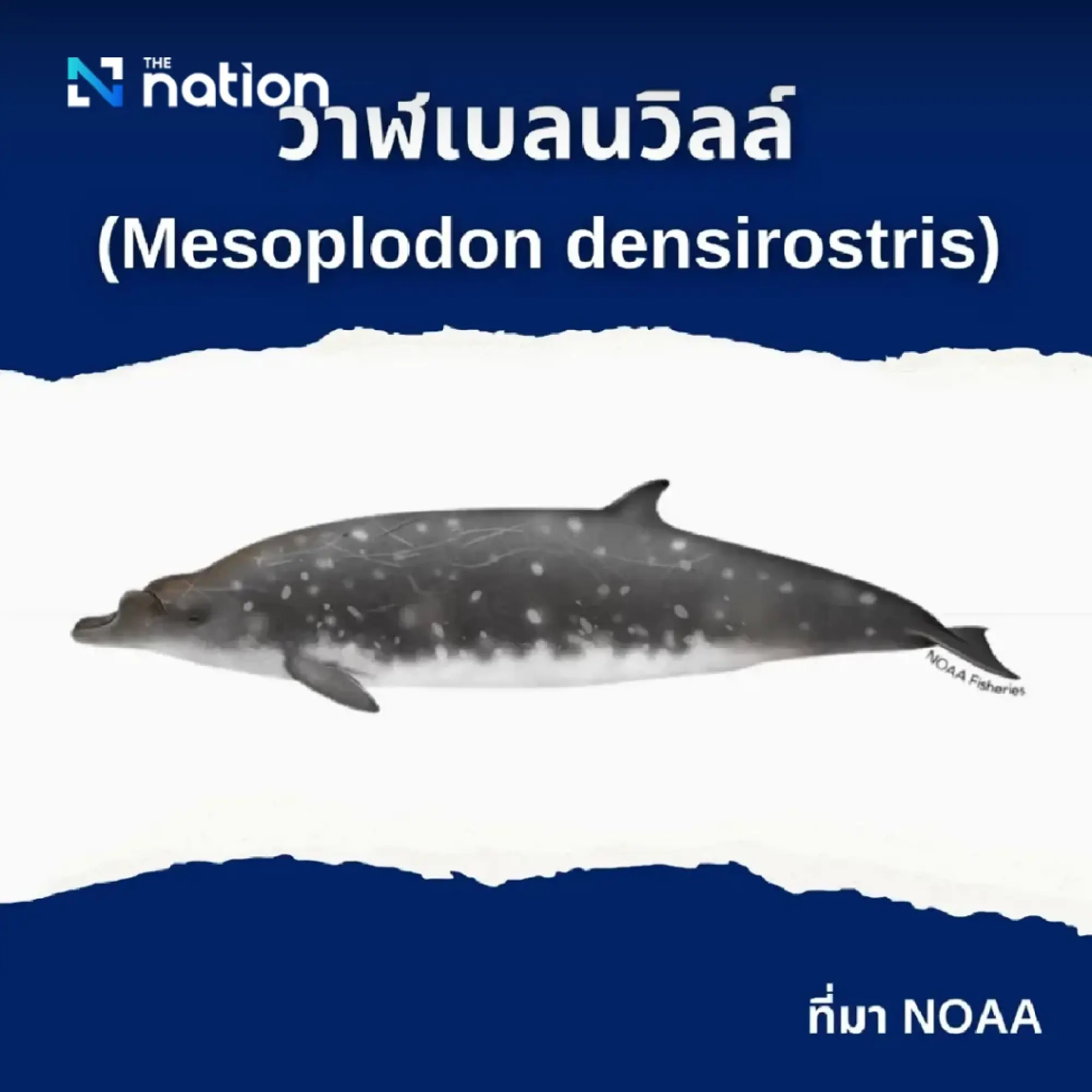 Cabinet resolves to add two whale species and one dolphin species to protected list