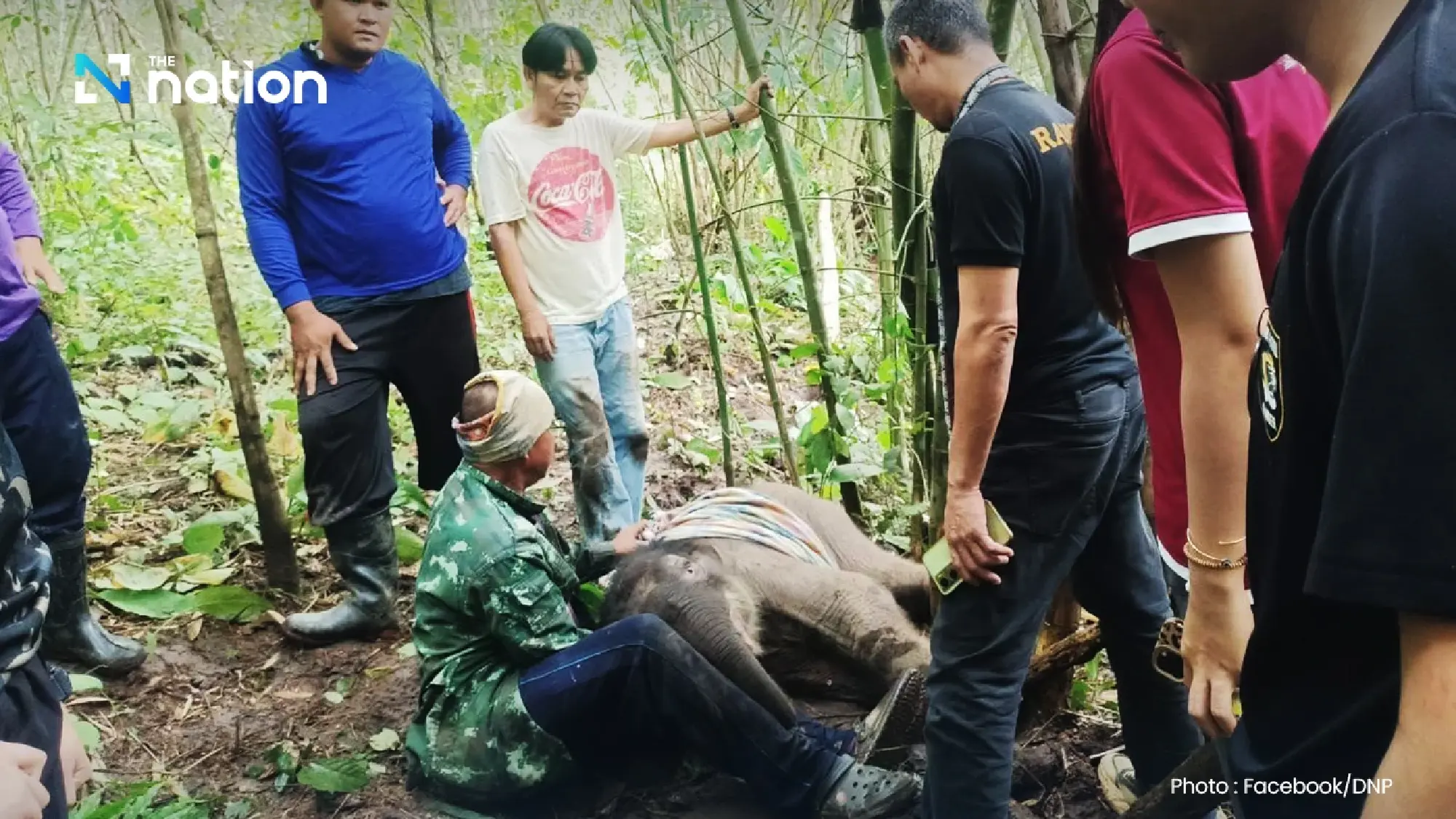 Baby elephant rescued after mother abandons it in Lam Khlong Ngu forest