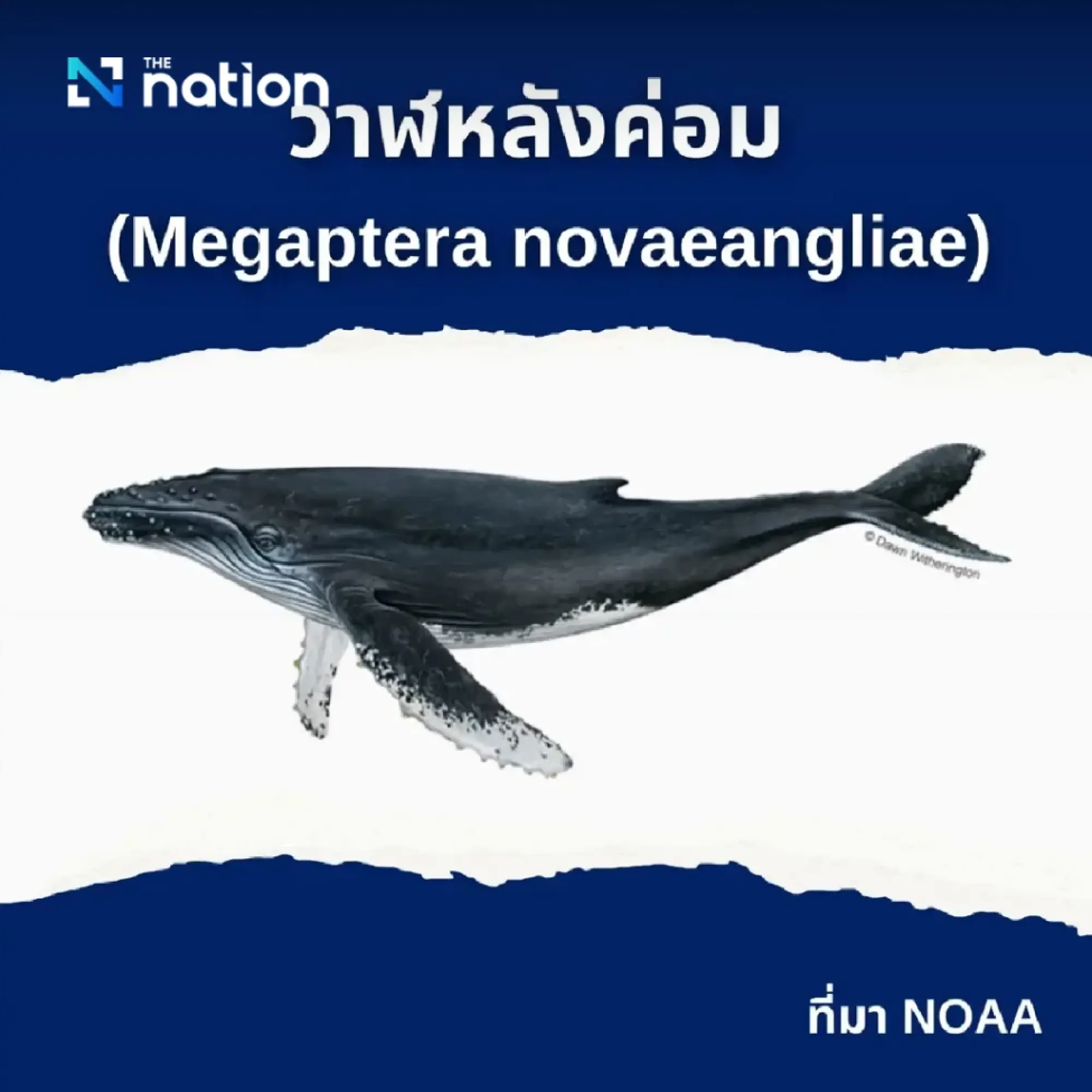 Cabinet resolves to add two whale species and one dolphin species to protected list