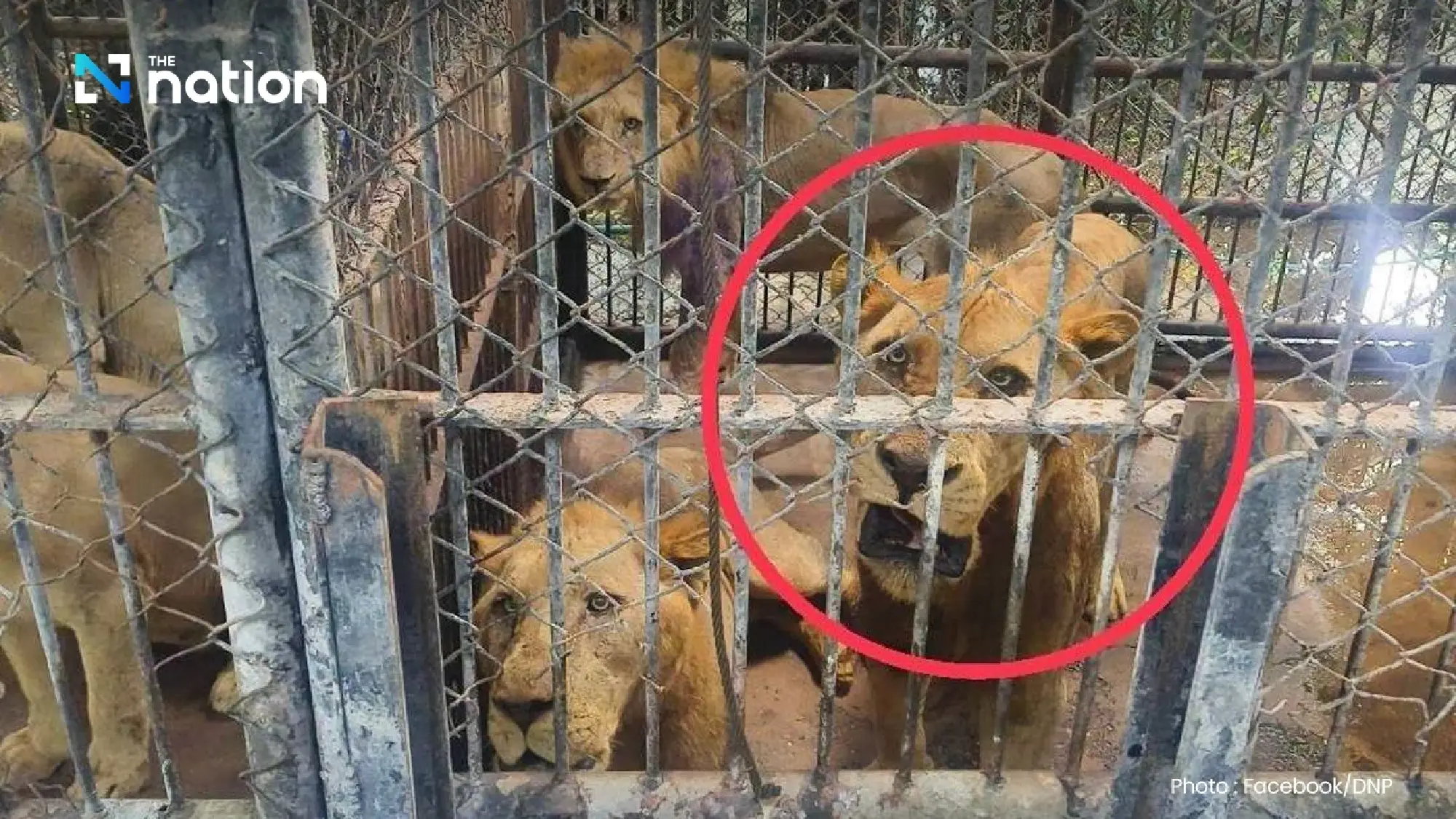 National Parks Department orders urgent safety improvements at Safari World after lion attack