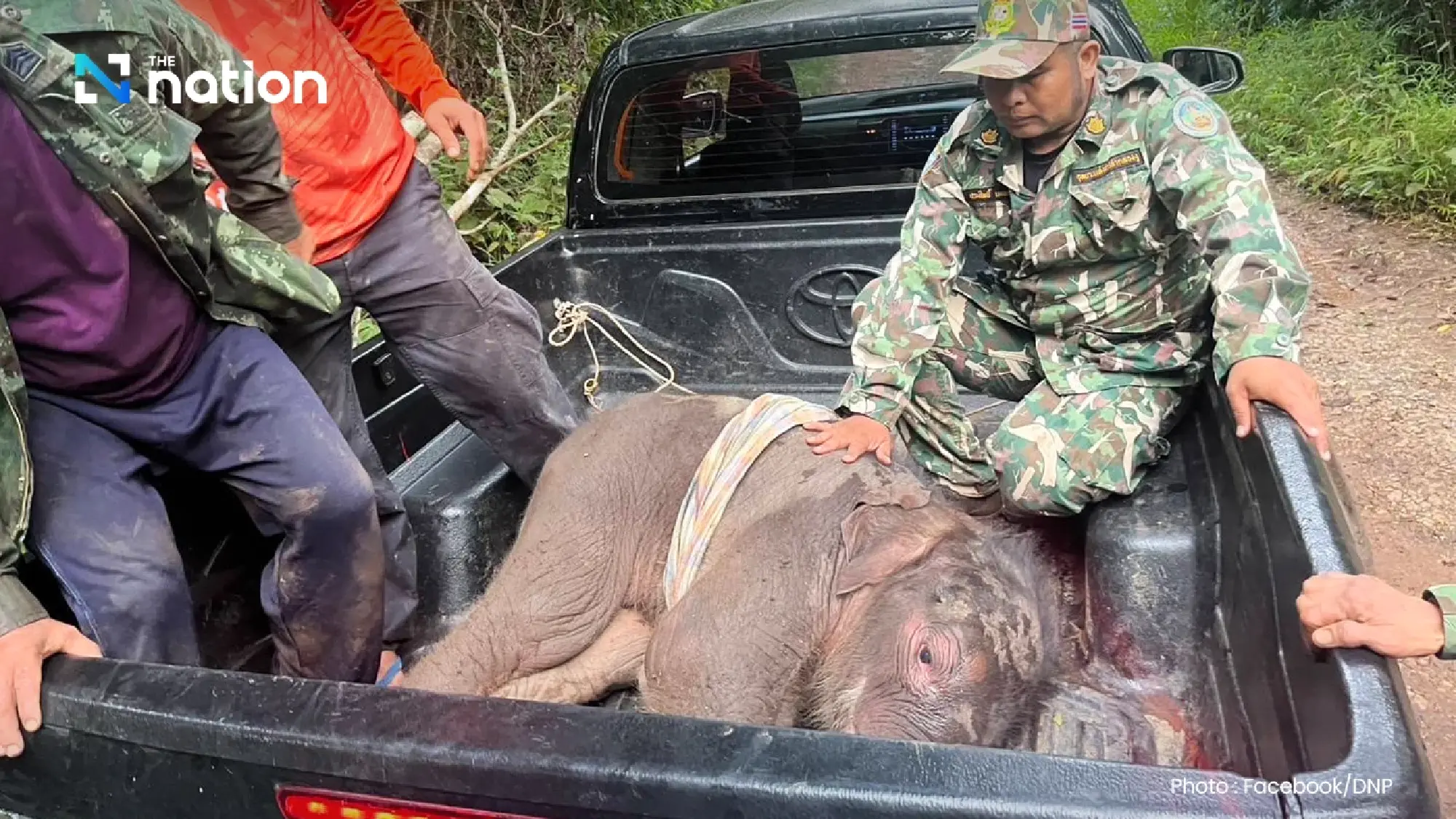 Baby elephant rescued after mother abandons it in Lam Khlong Ngu forest