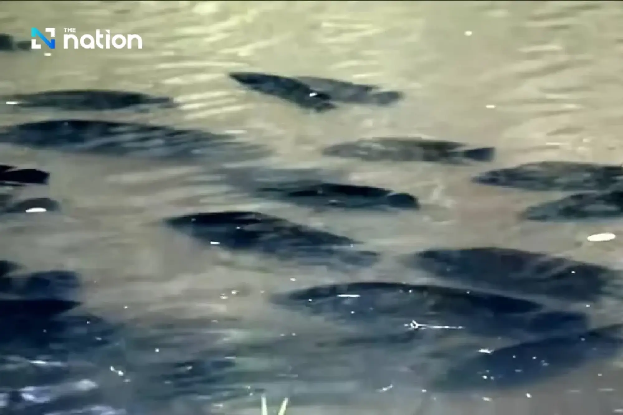 Invasive zebra cichlids found in Bangkok’s Railway Park