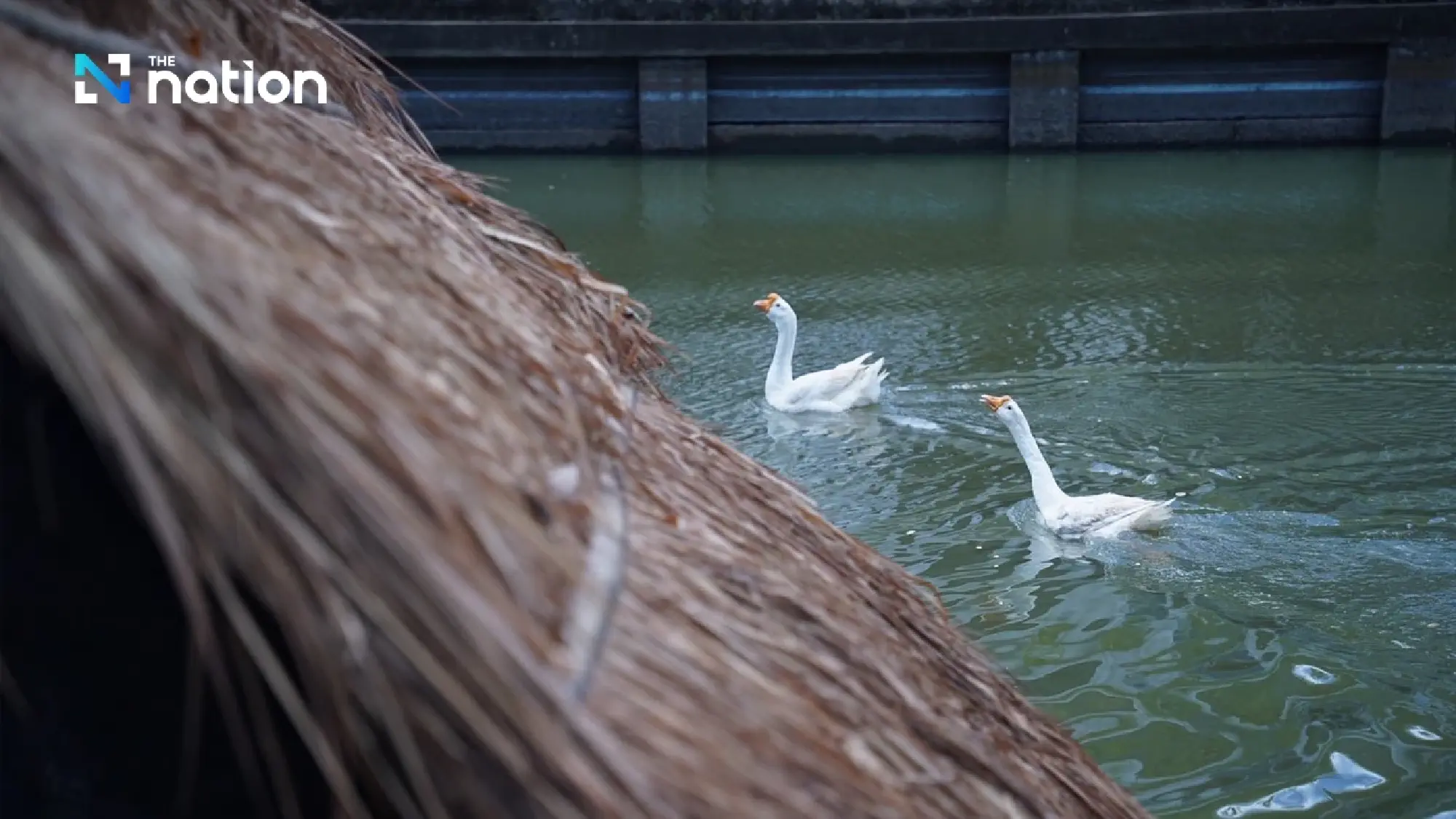 “Khu Mueang Geese” officially joins Chiang Mai municipal team with full benefits
