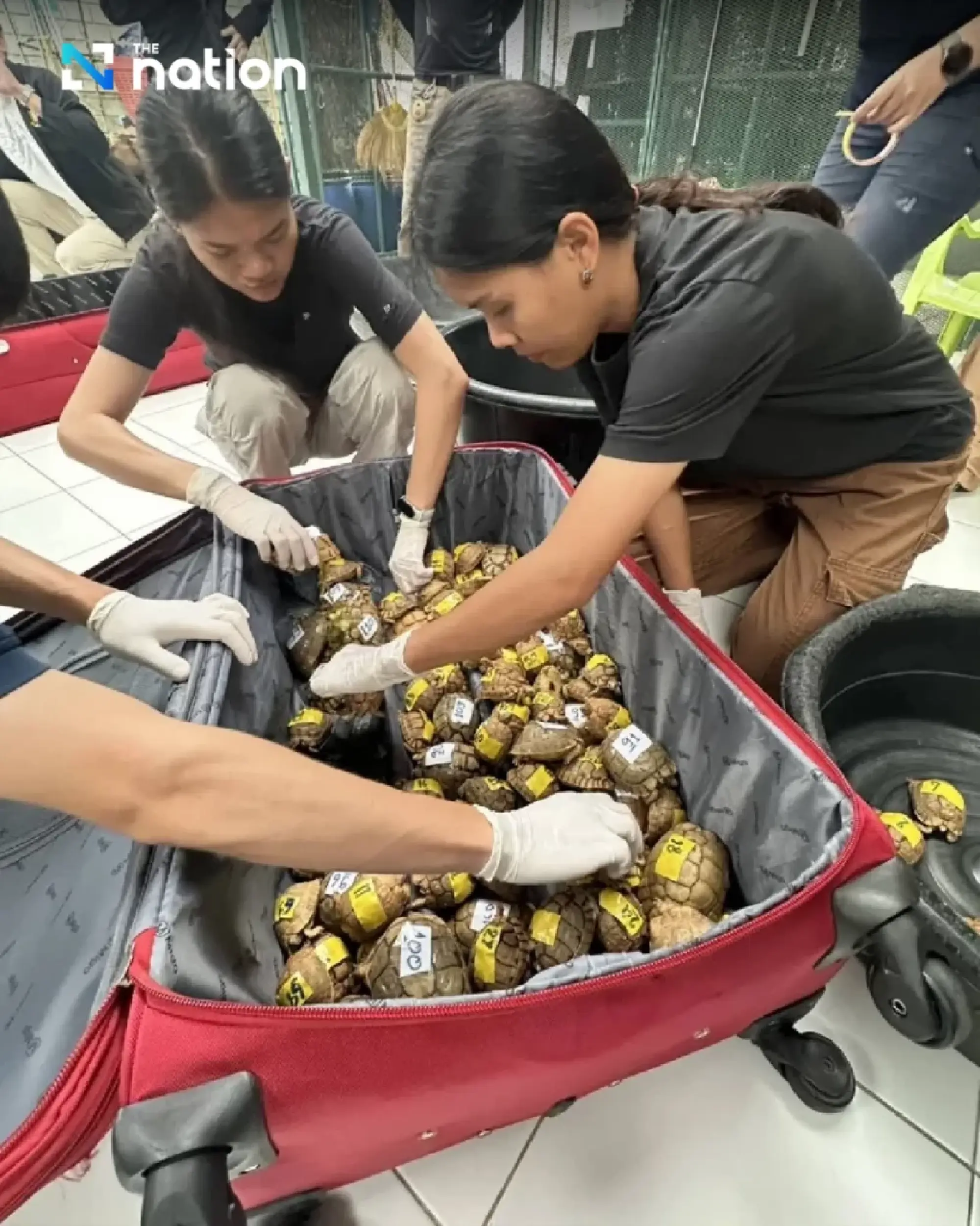 Thai Authorities Seize 187 Egyptian Tortoises at Suvarnabhumi Airport