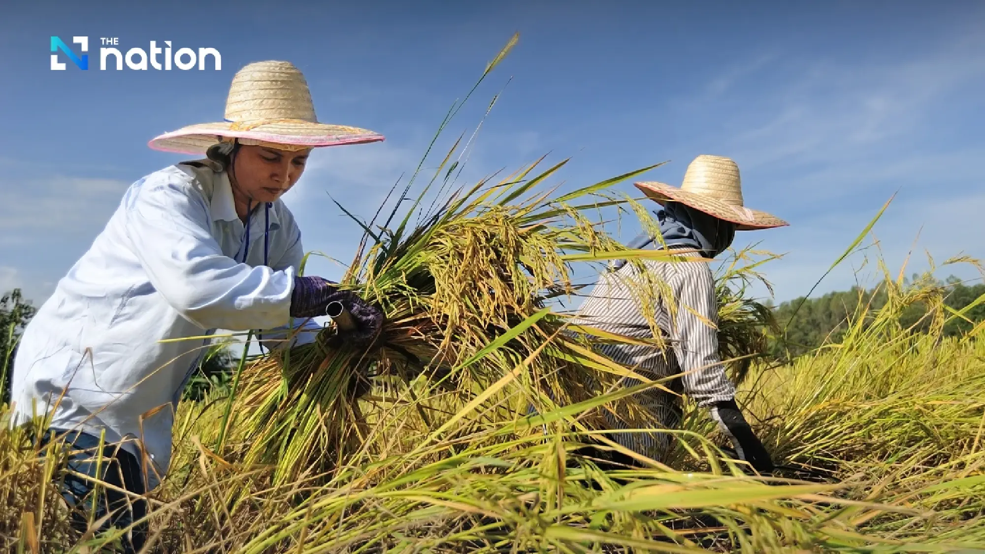 Thai rice exports slump 23.9% in first eight months on strong baht, global glut