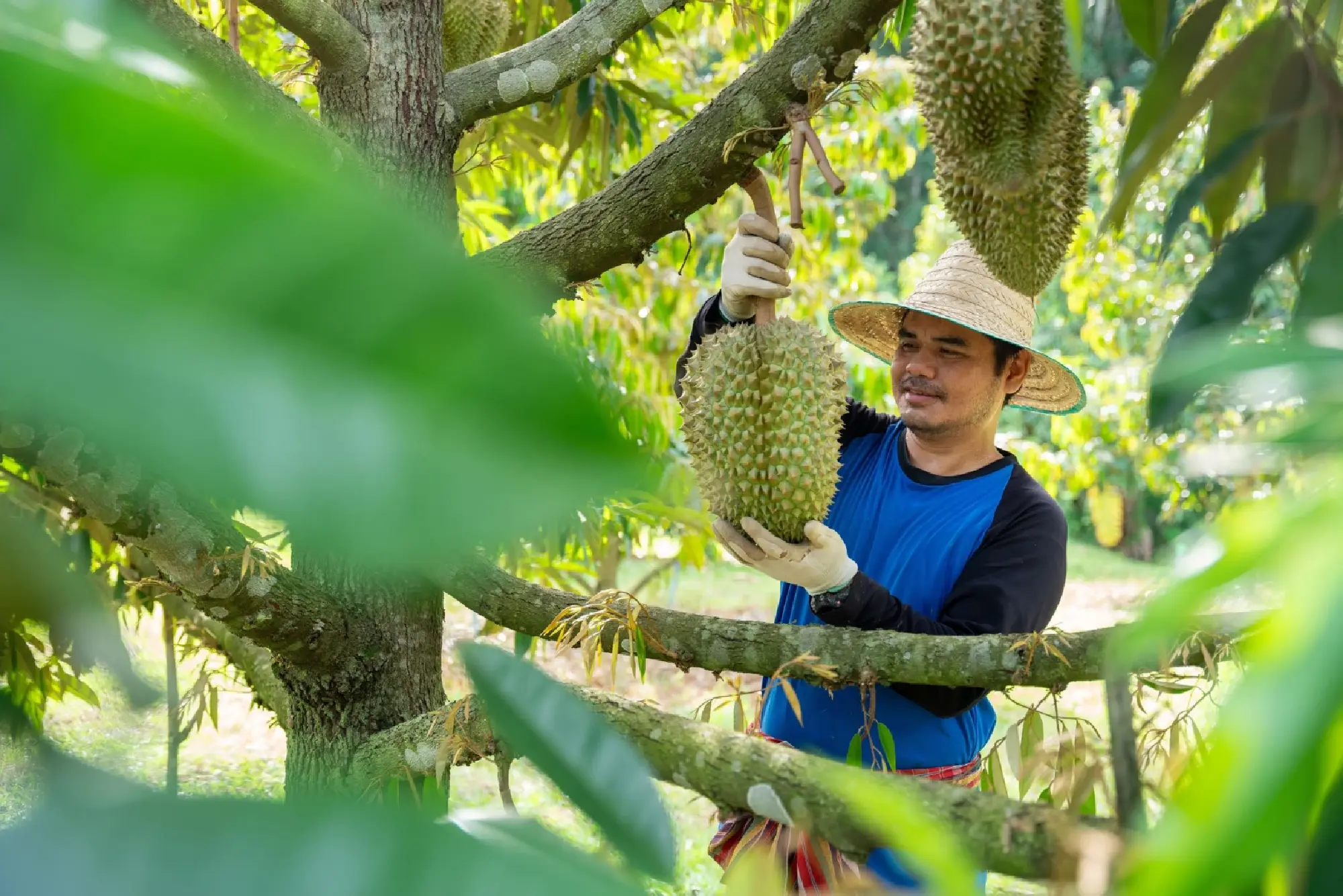 Thailand’s new packaging line champions a sustainable future in agriculture