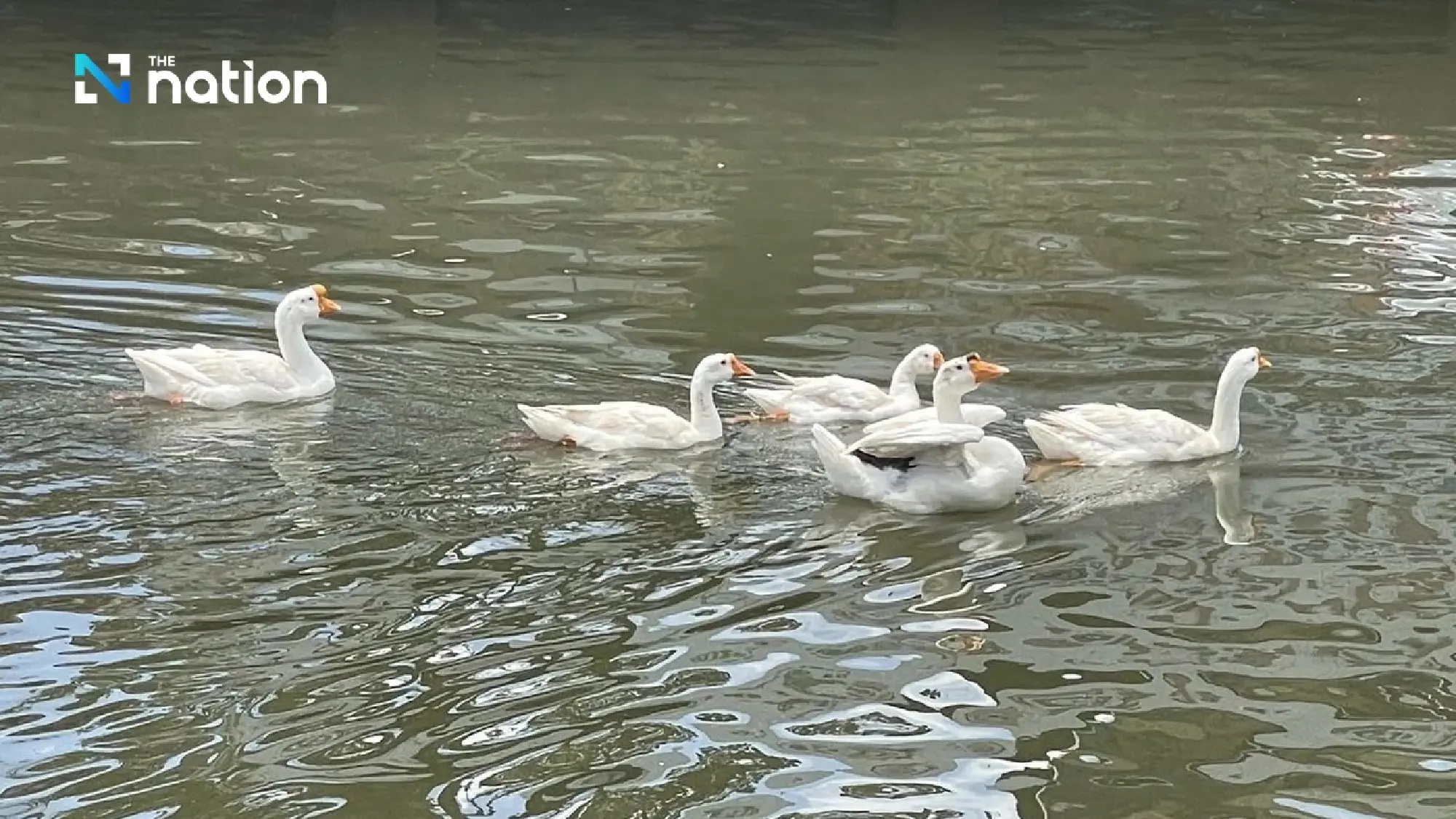 “Khu Mueang Geese” officially joins Chiang Mai municipal team with full benefits