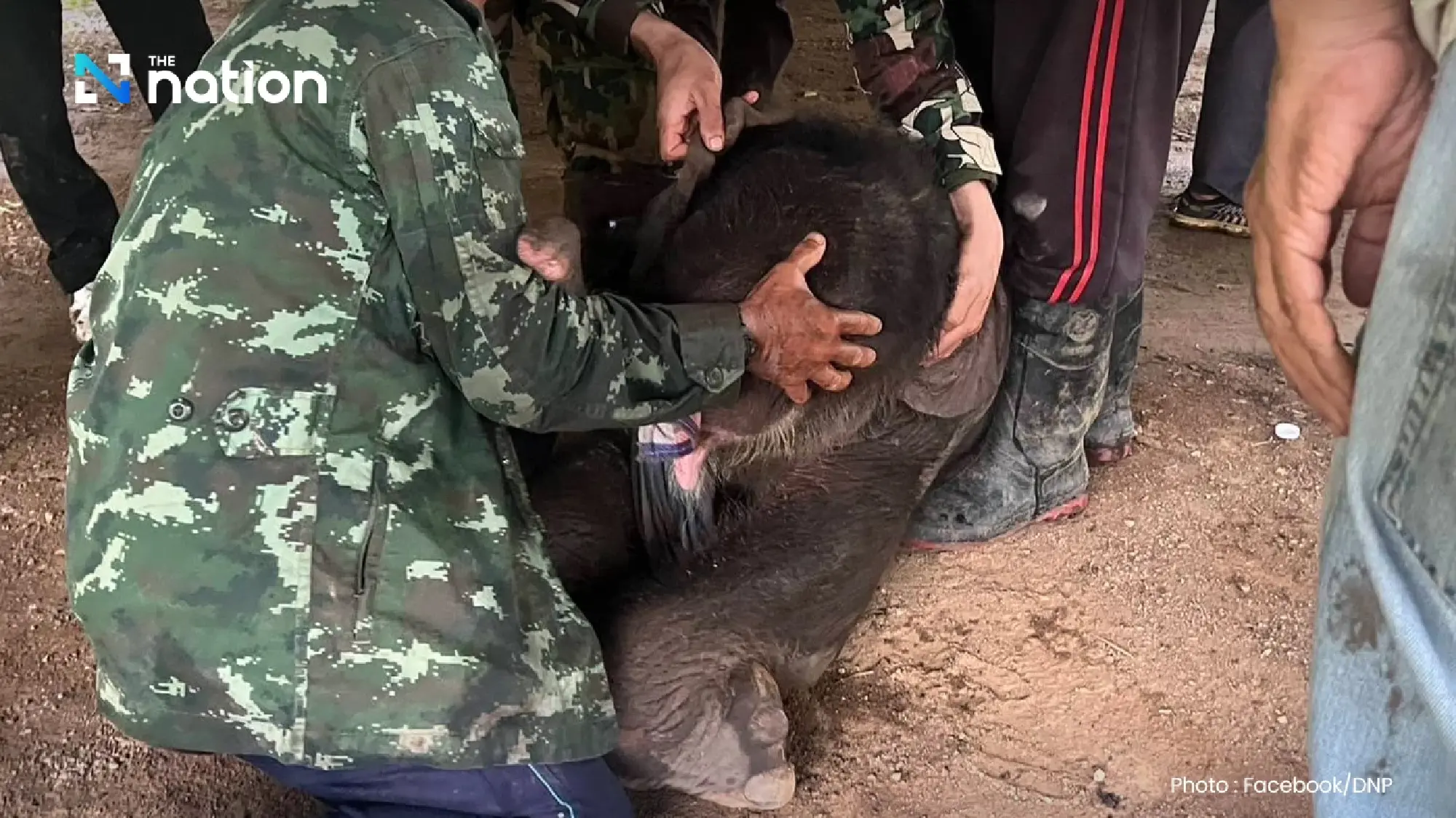 Baby elephant rescued after mother abandons it in Lam Khlong Ngu forest