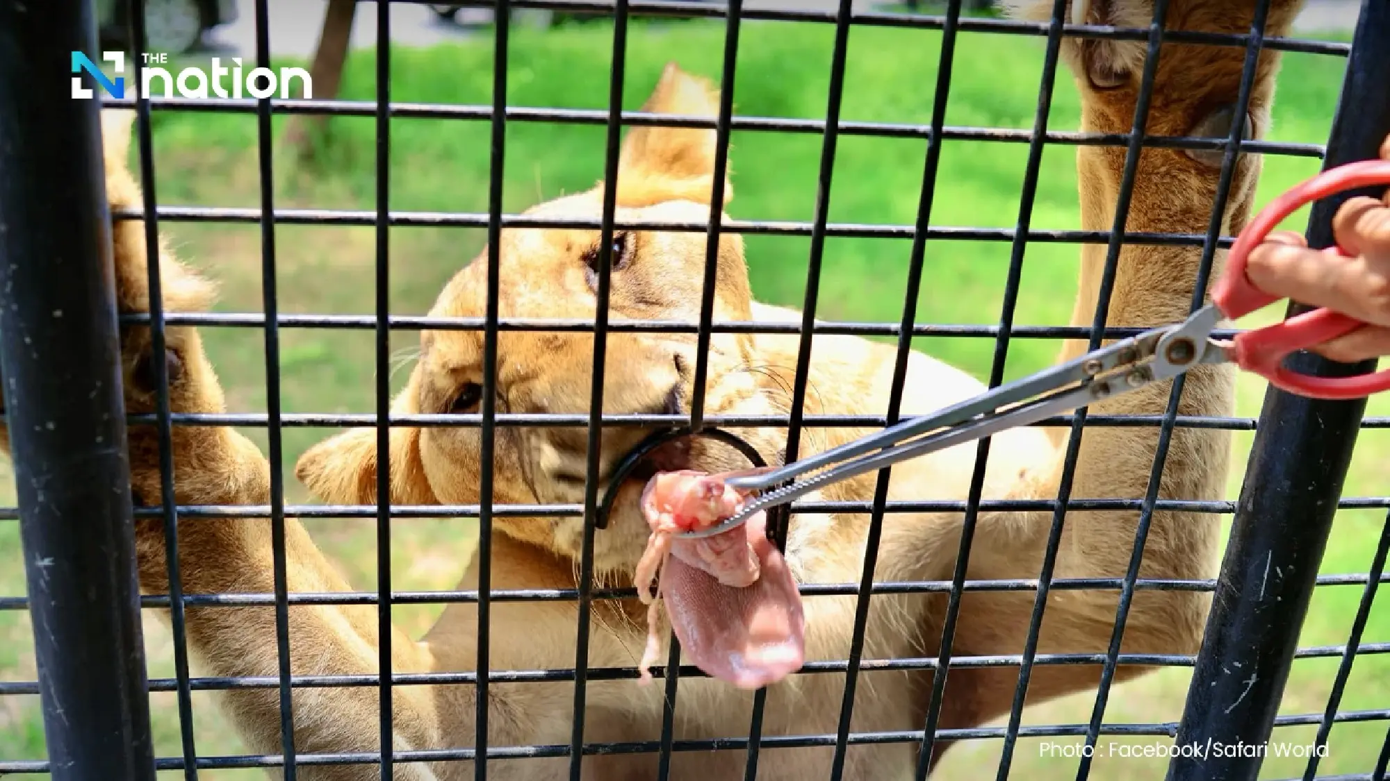 Safari World vows urgent safety review after zookeeper killed in lion attack