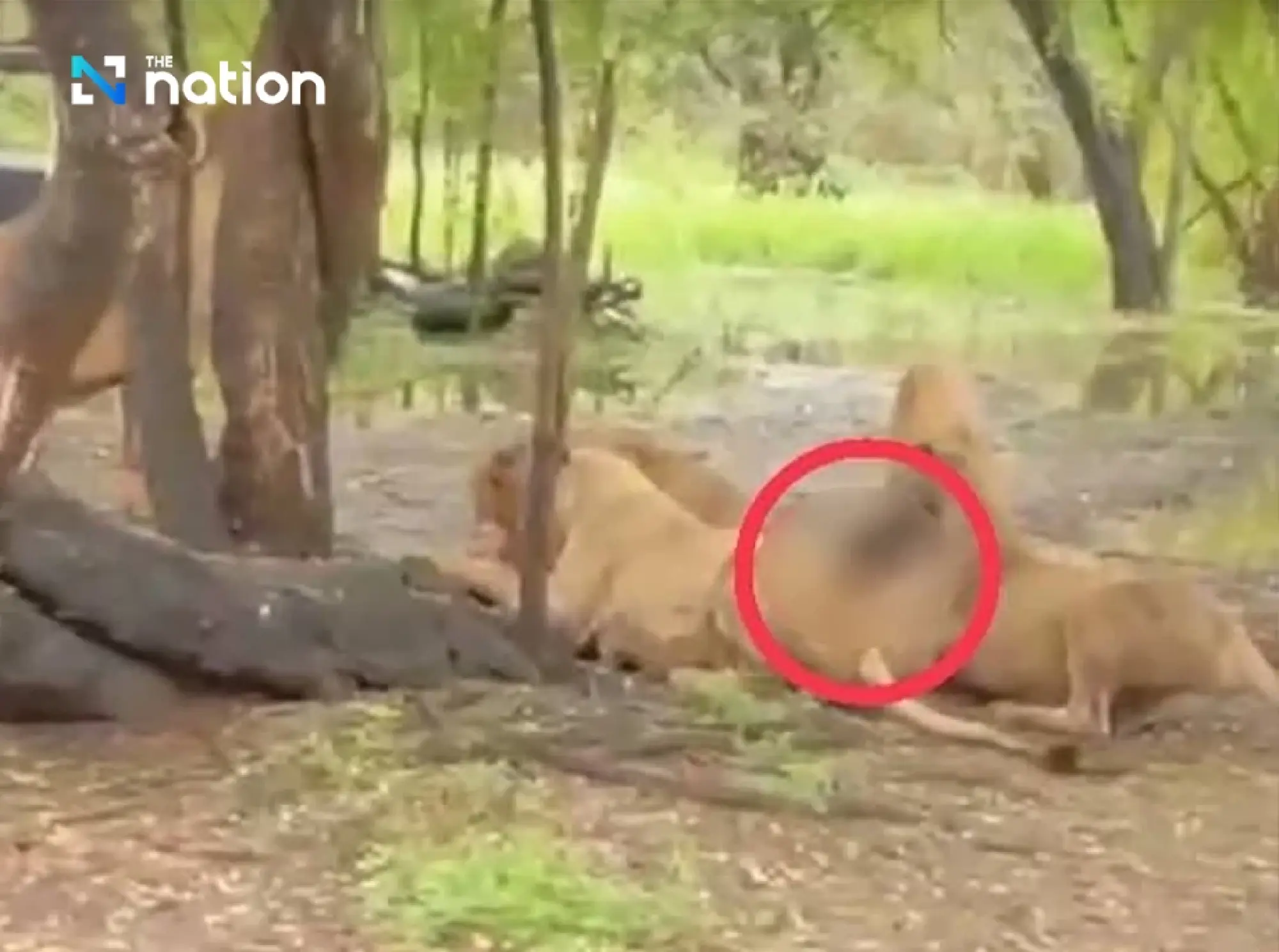Zookeeper fatally mauled by lions at Bangkok zoo
