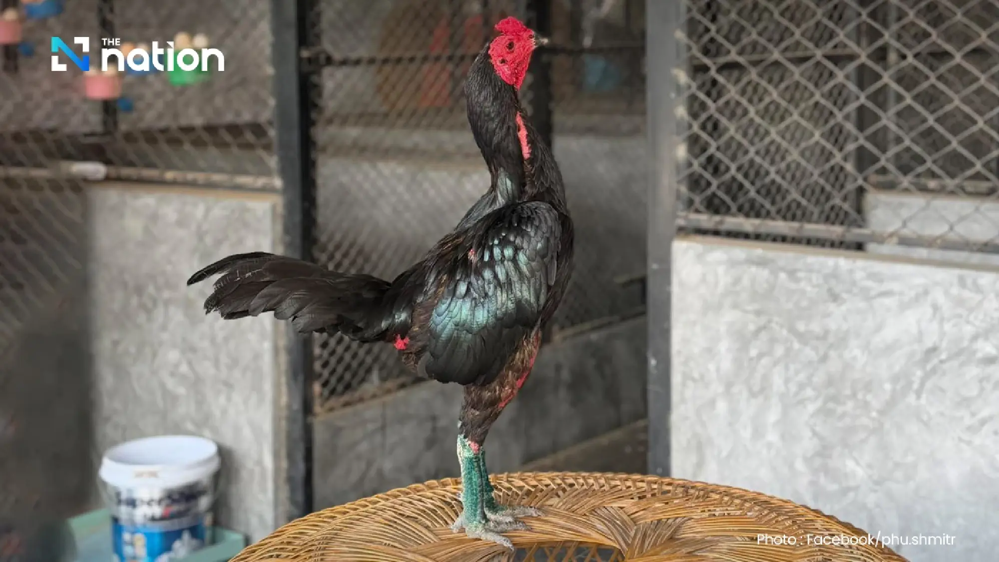 Thai Native 'Ayam Bangkok' Chickens Fetch Premium Prices in Indonesia