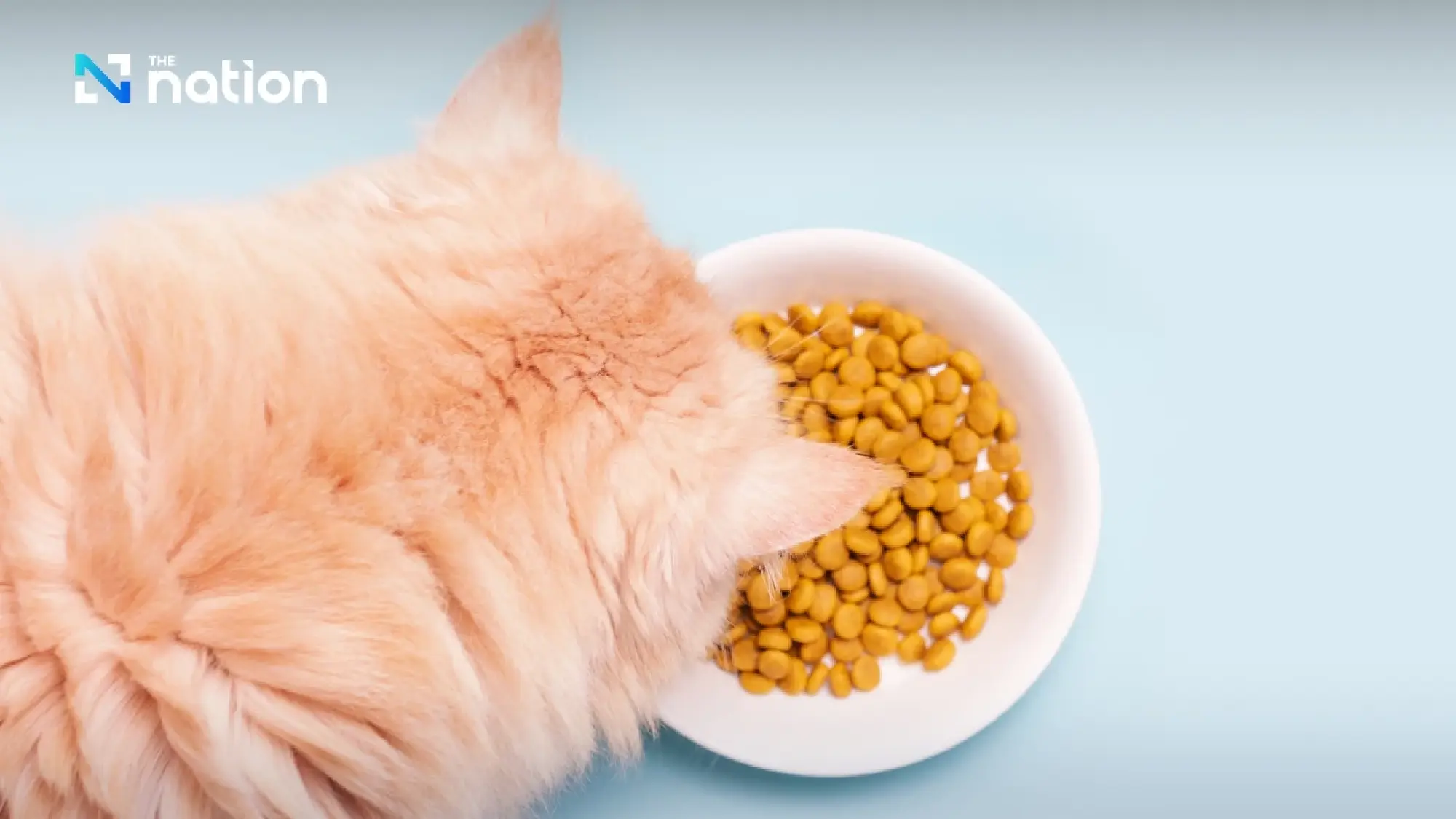 Thailand rises to world’s No. 2 pet food exporter in 2024, worth 85 billion baht