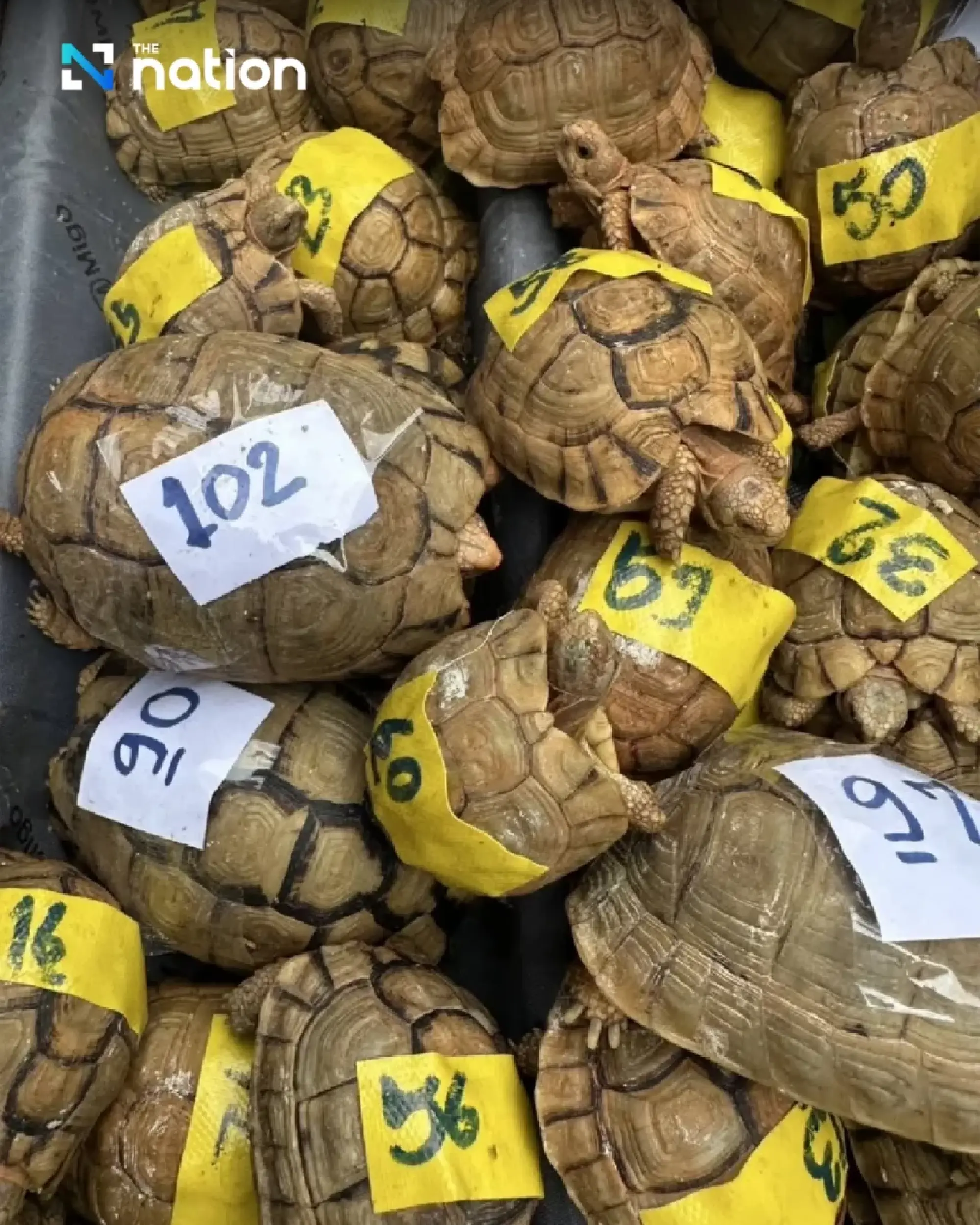 Thai Authorities Seize 187 Egyptian Tortoises at Suvarnabhumi Airport