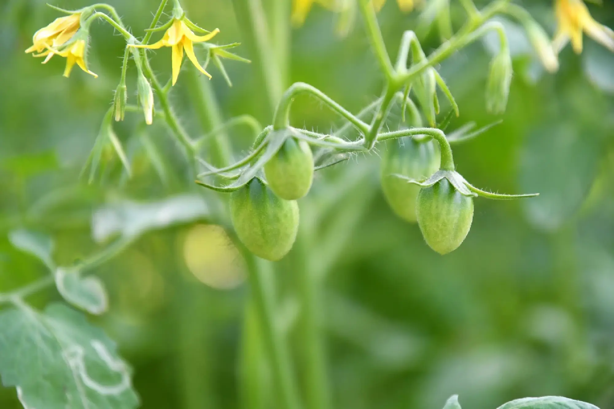 Thailand’s new packaging line champions a sustainable future in agriculture