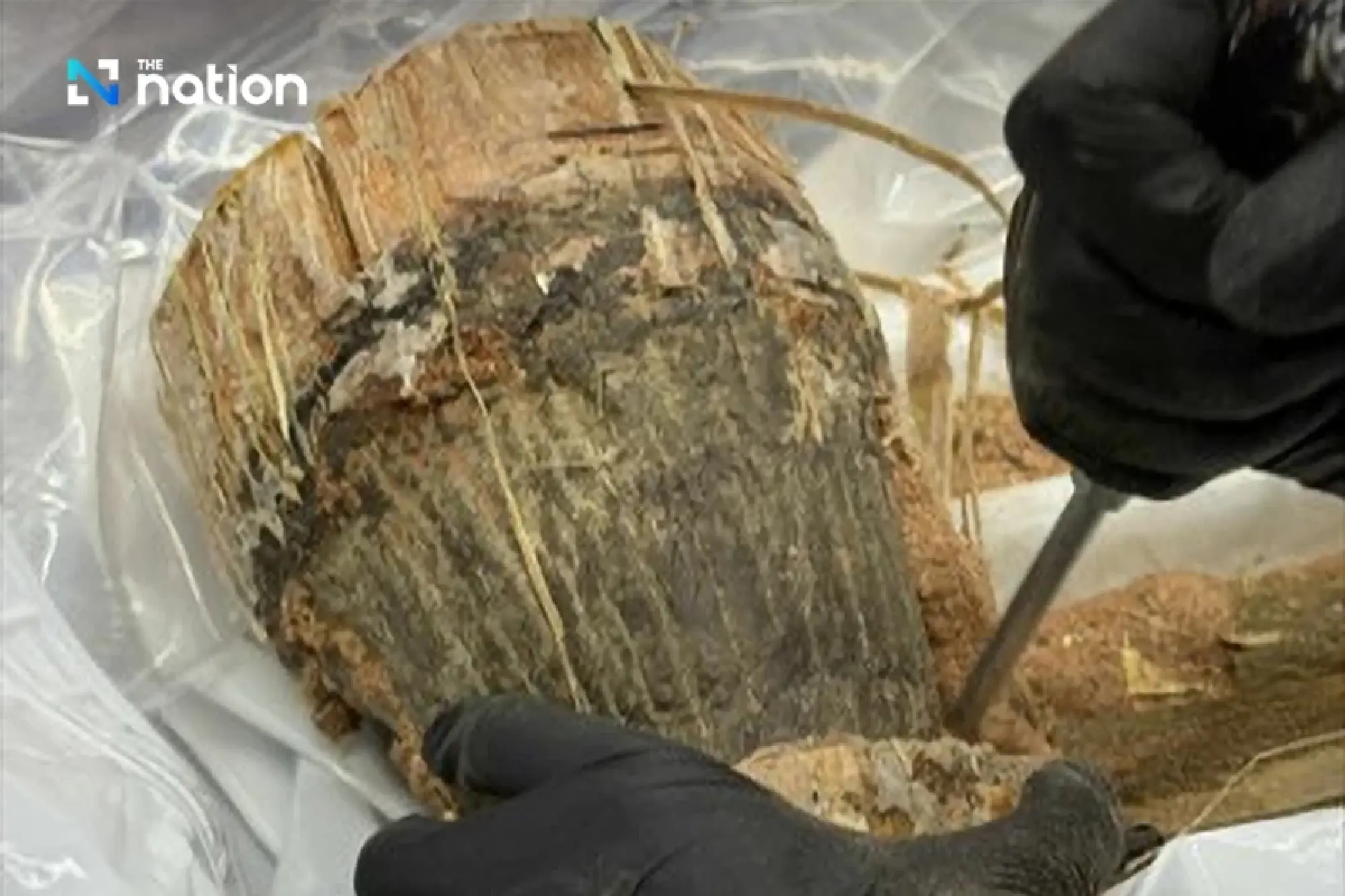 Thai Customs Seize Rhino Horns at Bangkok Airport