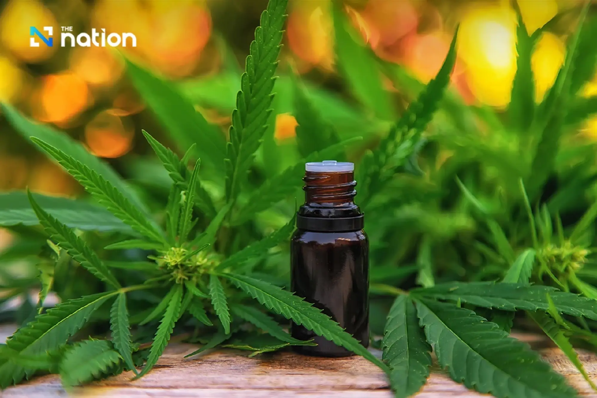 Doctors and civic groups urge Health Ministry to revoke 2022 cannabis order