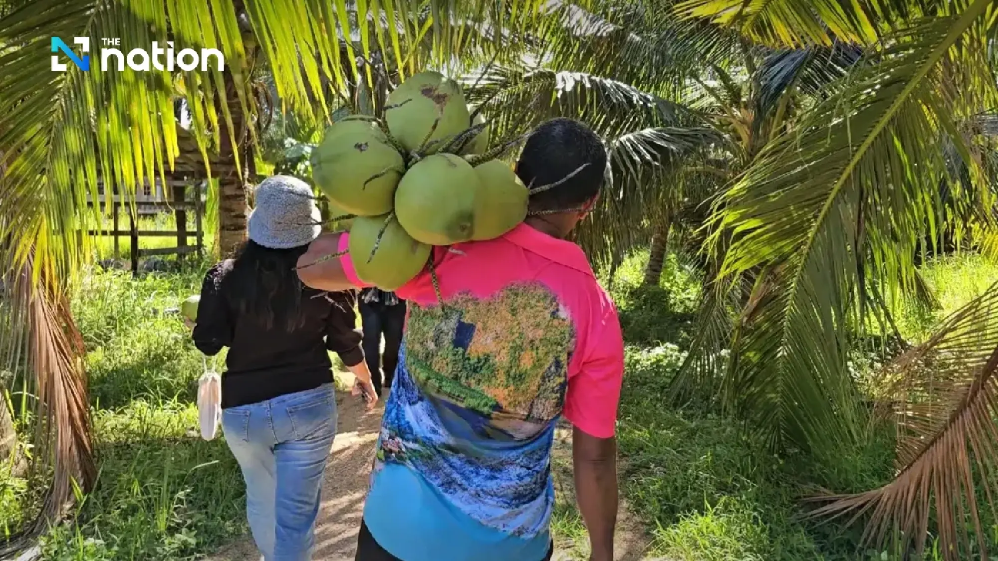 Thai Aromatic Coconut Industry in Crisis as Vietnamese Rivals Seize China Market