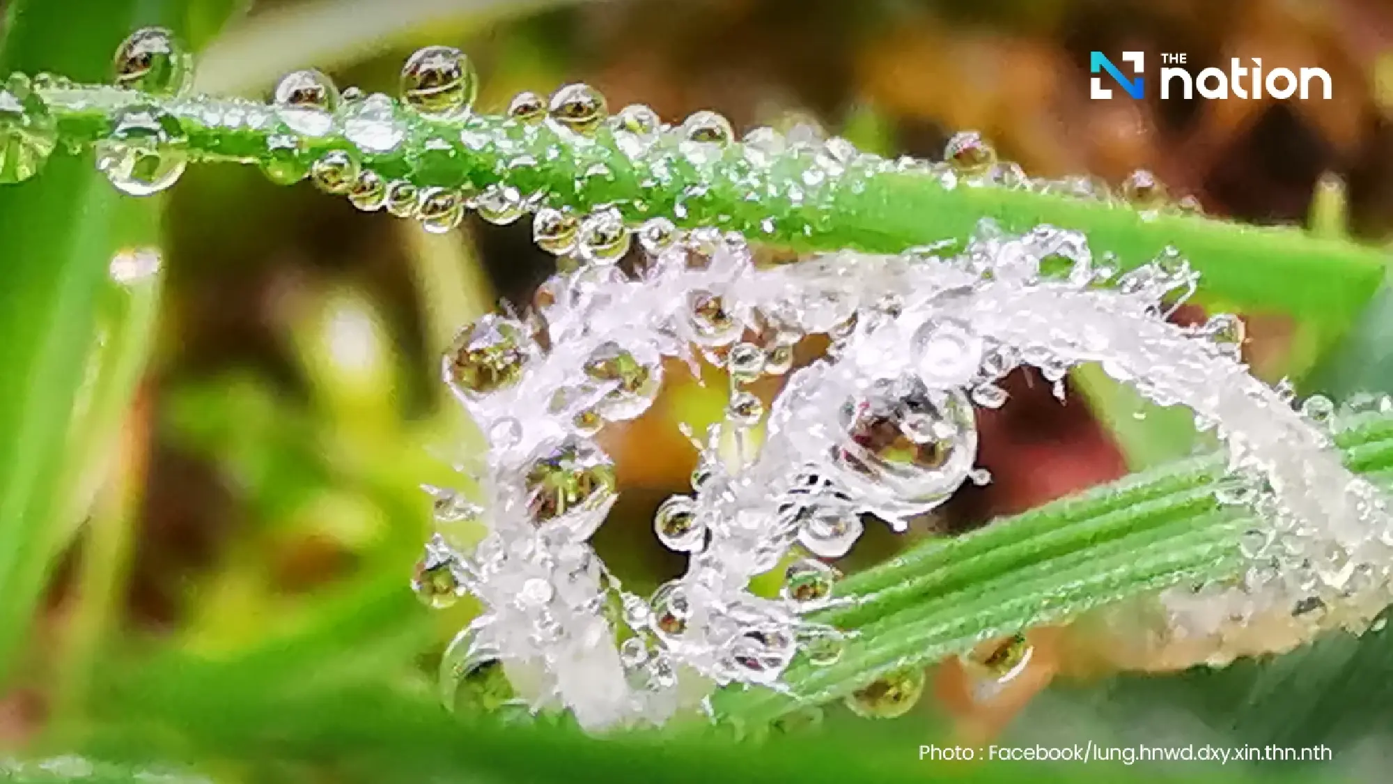 First winter chill hits Doi Inthanon with morning dew sparkling like frost