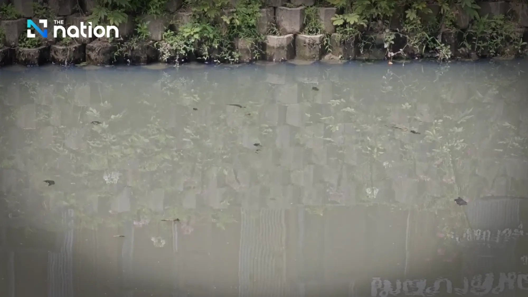 Mae Kha Canal in Chiang Mai suffers foul water, threatening tourism hotspot