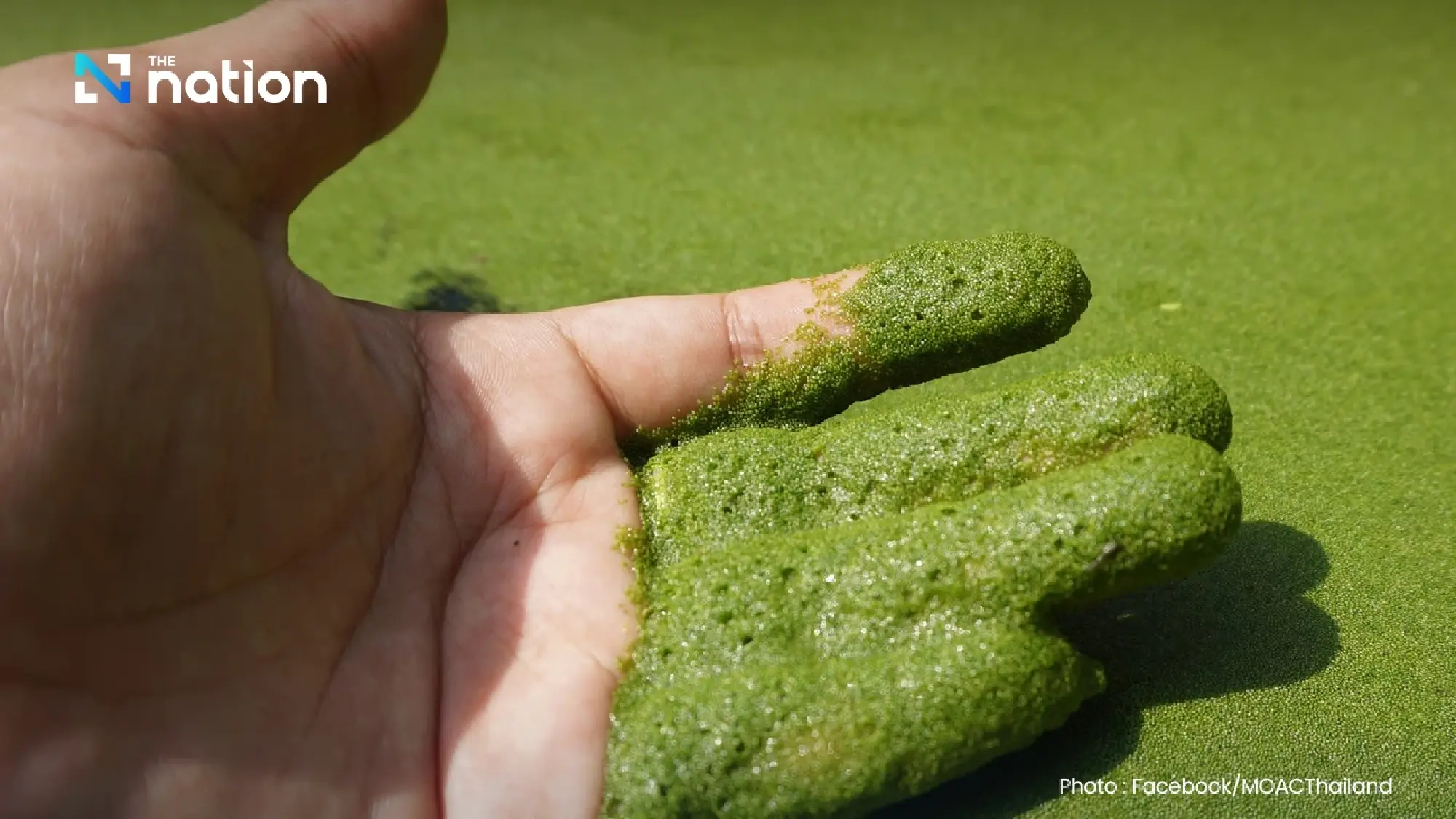 Swamp algae or “green caviar” gains traction as global demand for plant-based protein surges