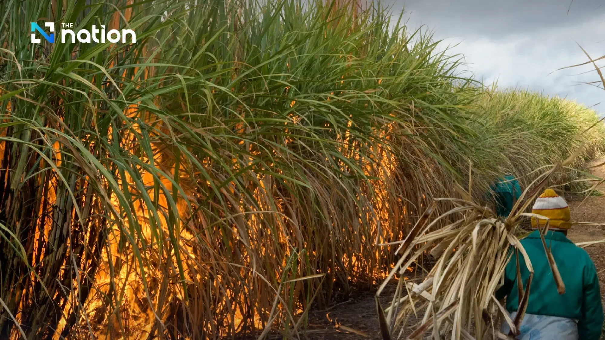 Govt introduces economic measures to curb agricultural burning and reduce PM2.5 pollution