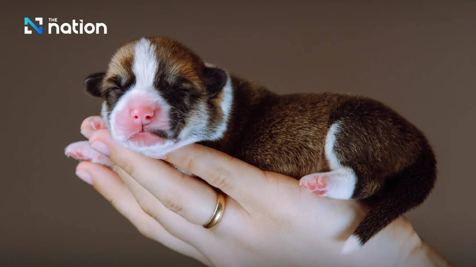 PetGeneX teams up with NIA to launch Thailand’s first pet stem cell bank