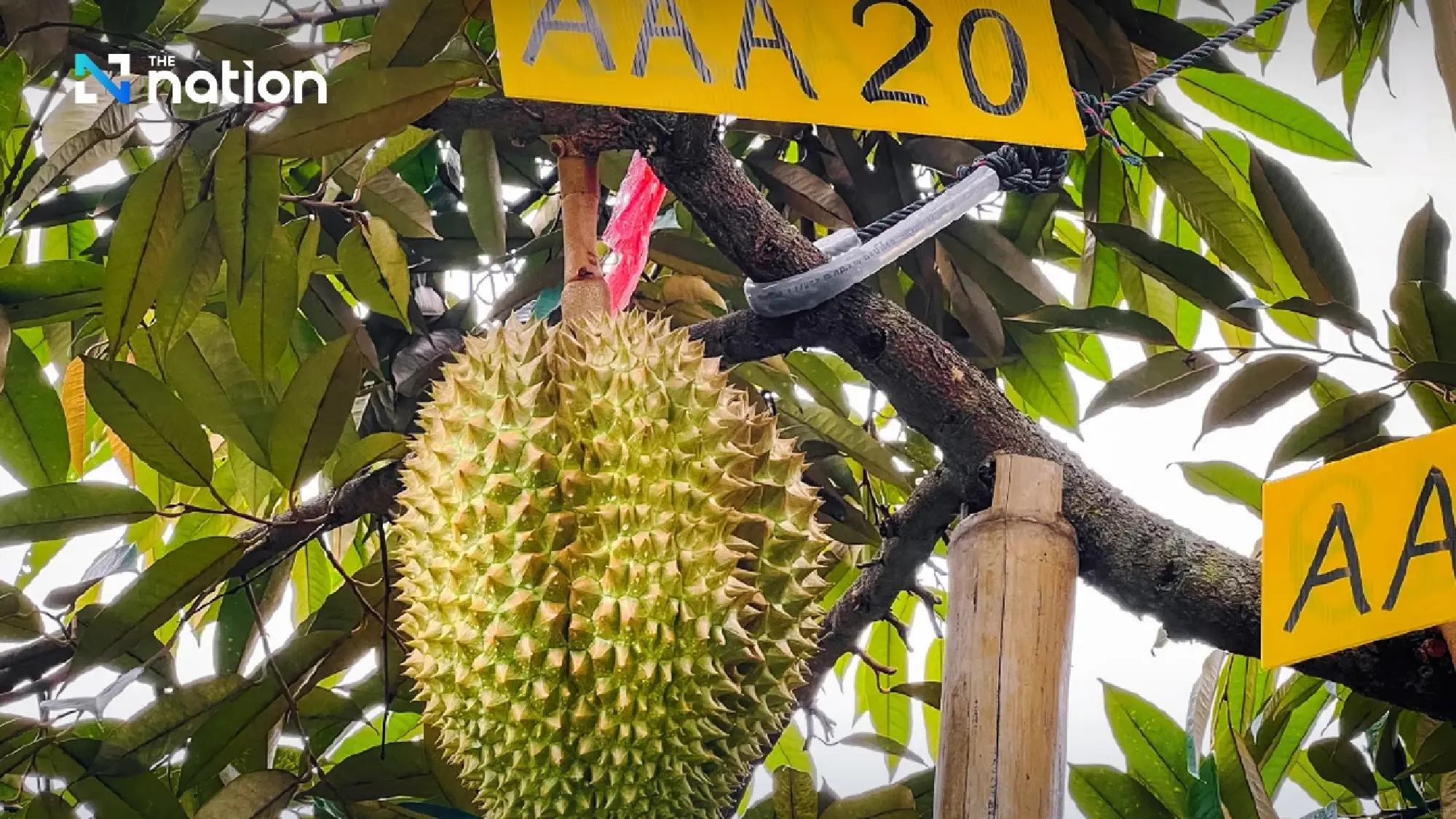 Durian Gold Rush: Thailand's Top Export Rakes in Over 10 Billion Baht