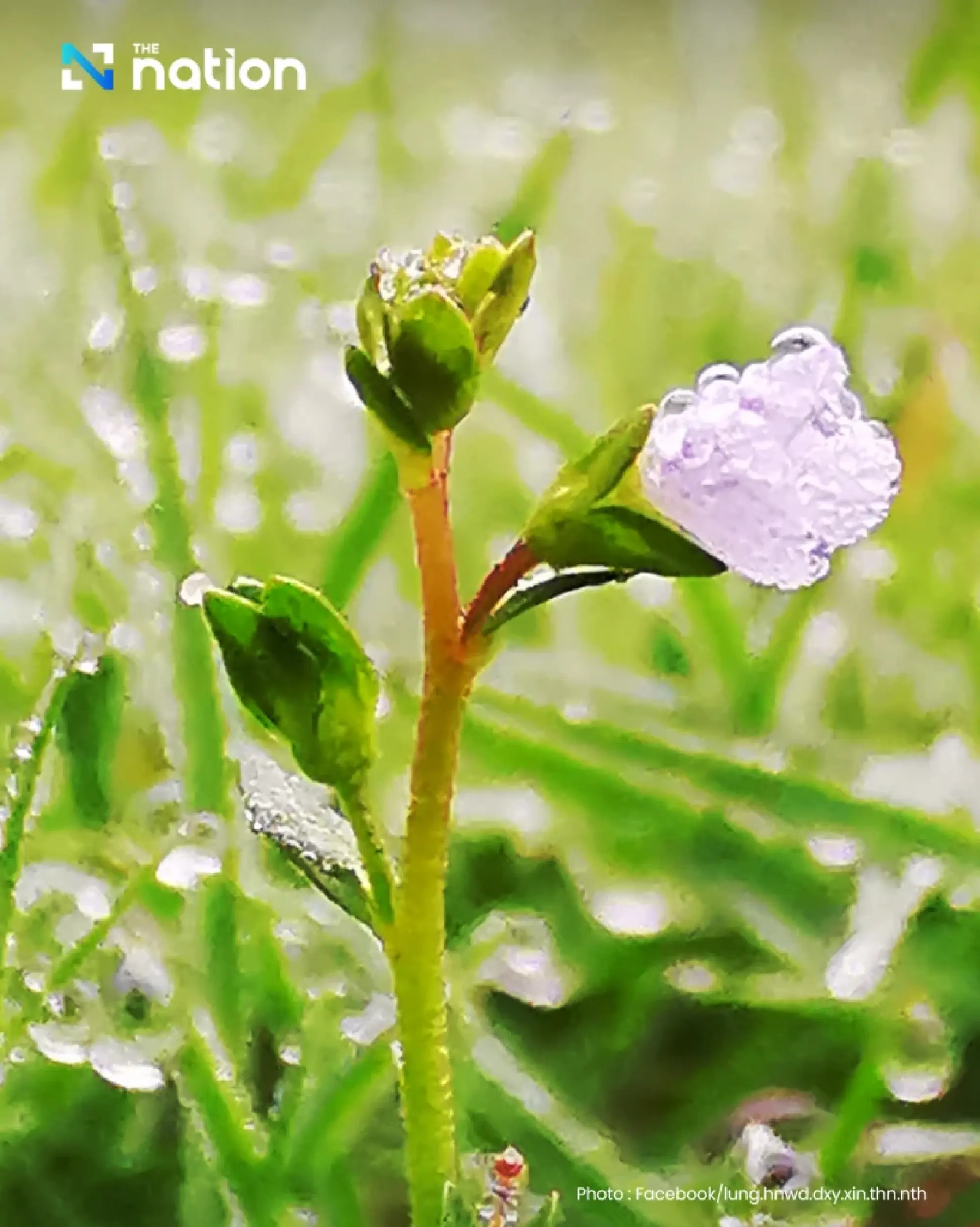 First winter chill hits Doi Inthanon with morning dew sparkling like frost