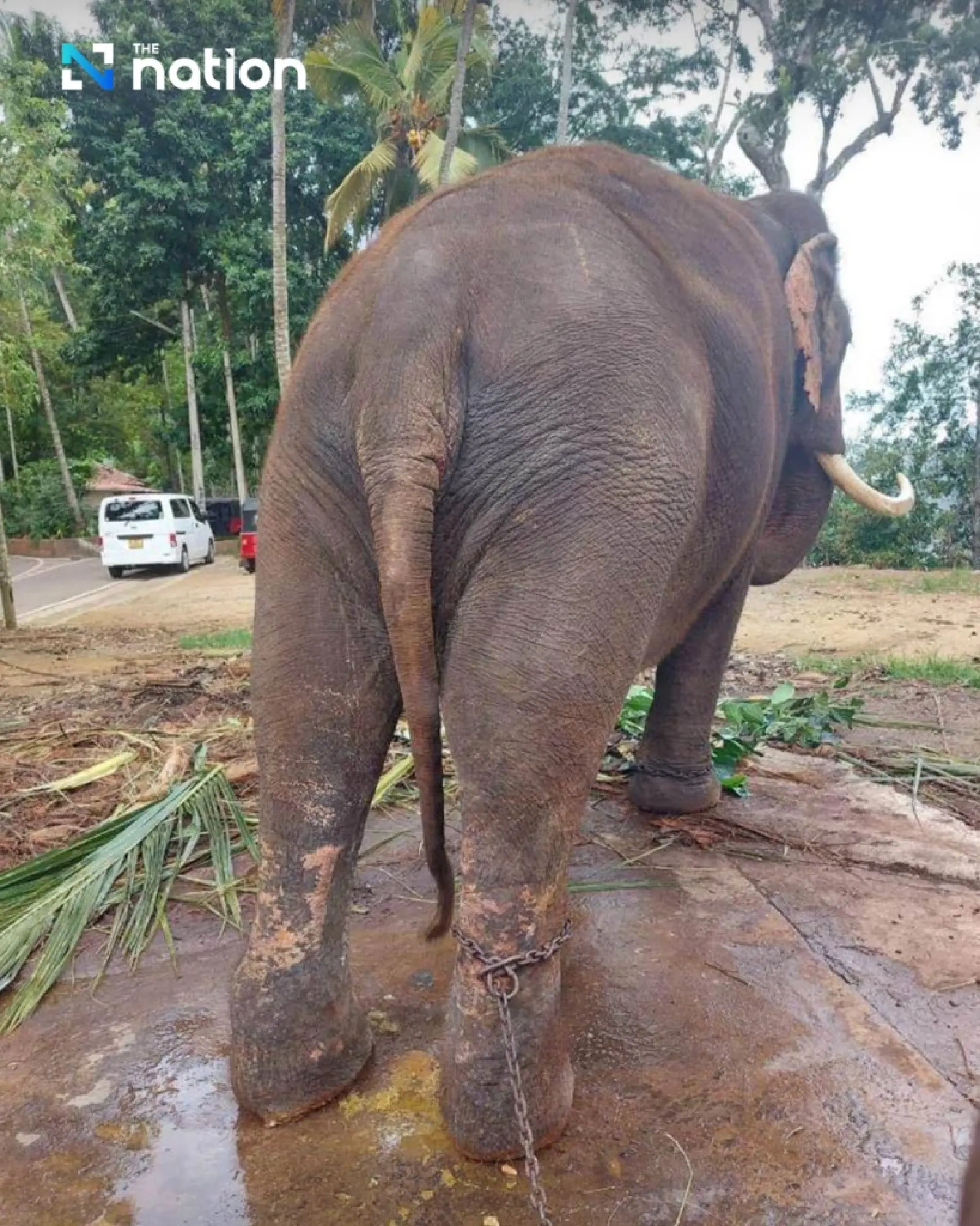 Thailand set to bring back elephants from Sri Lanka after PM’s approval
