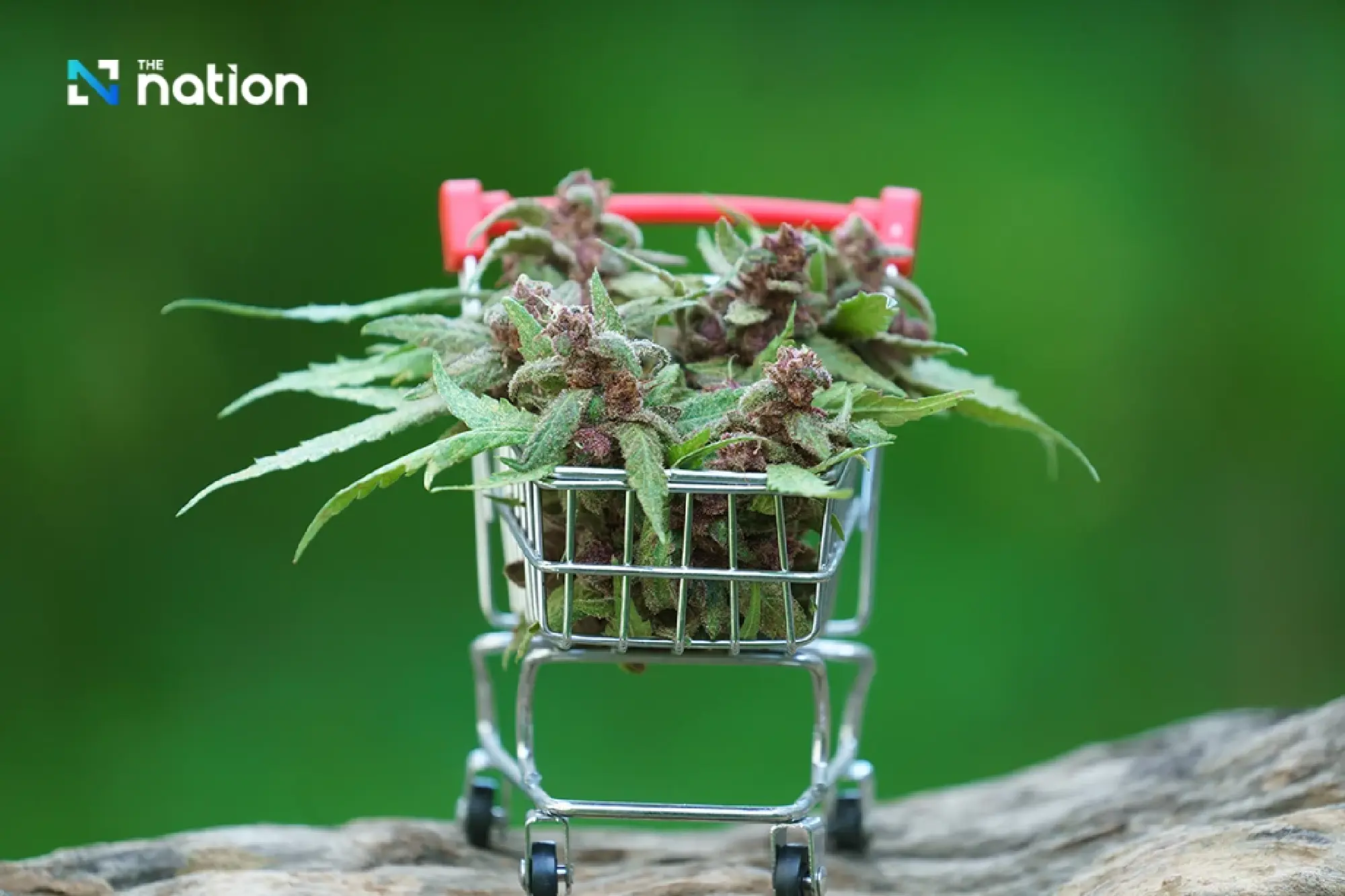 Doctors and civic groups urge Health Ministry to revoke 2022 cannabis order