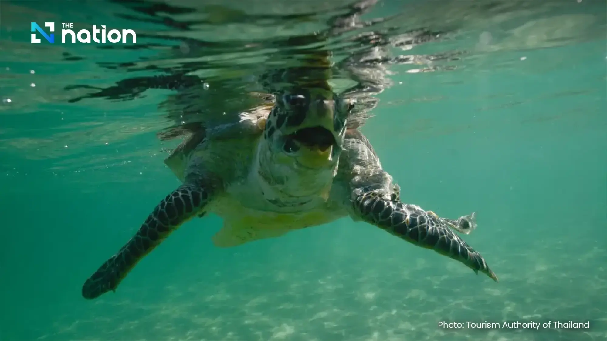 The Queen Who Gave an Island to the Turtles