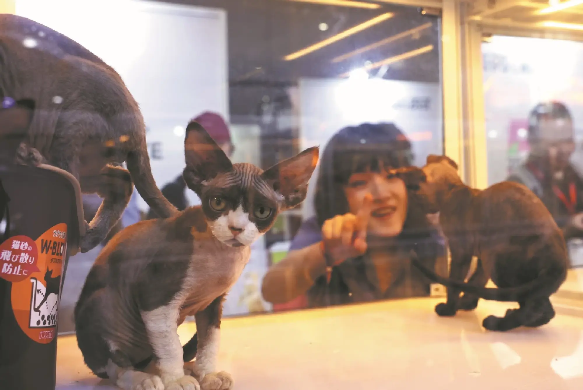 Furry paws driving China’s growing pet economy