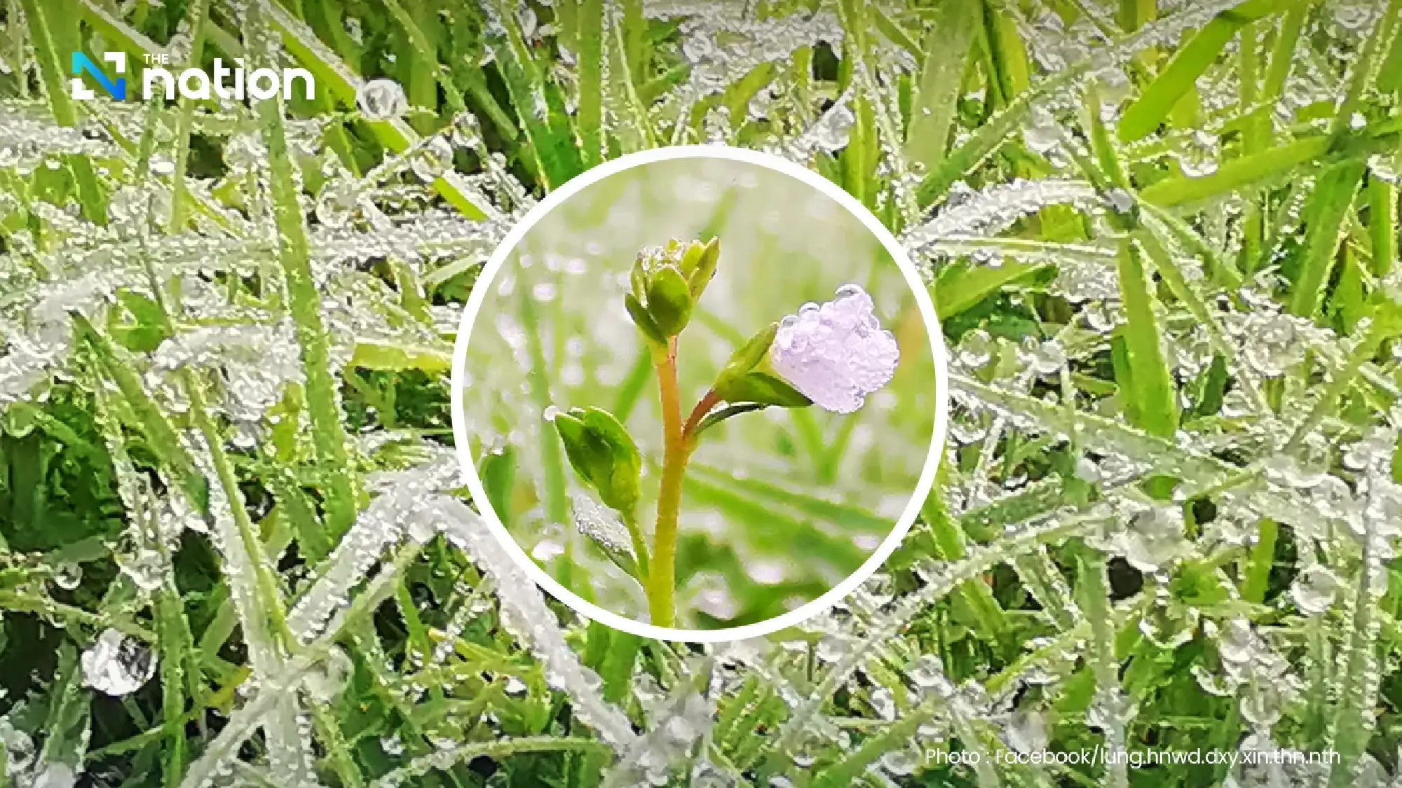 First winter chill hits Doi Inthanon with morning dew sparkling like frost