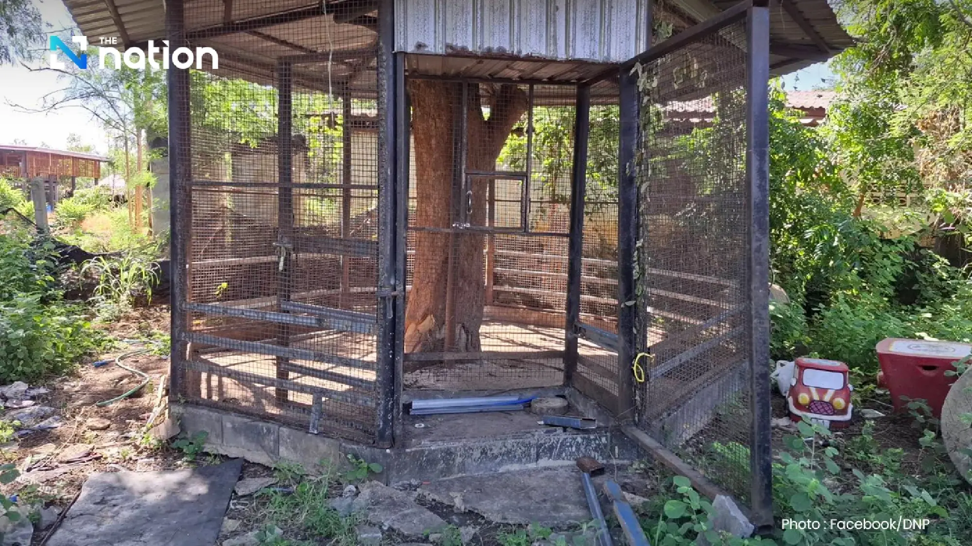 DNP to seize lion that escaped and attacked two in Kanchanaburi