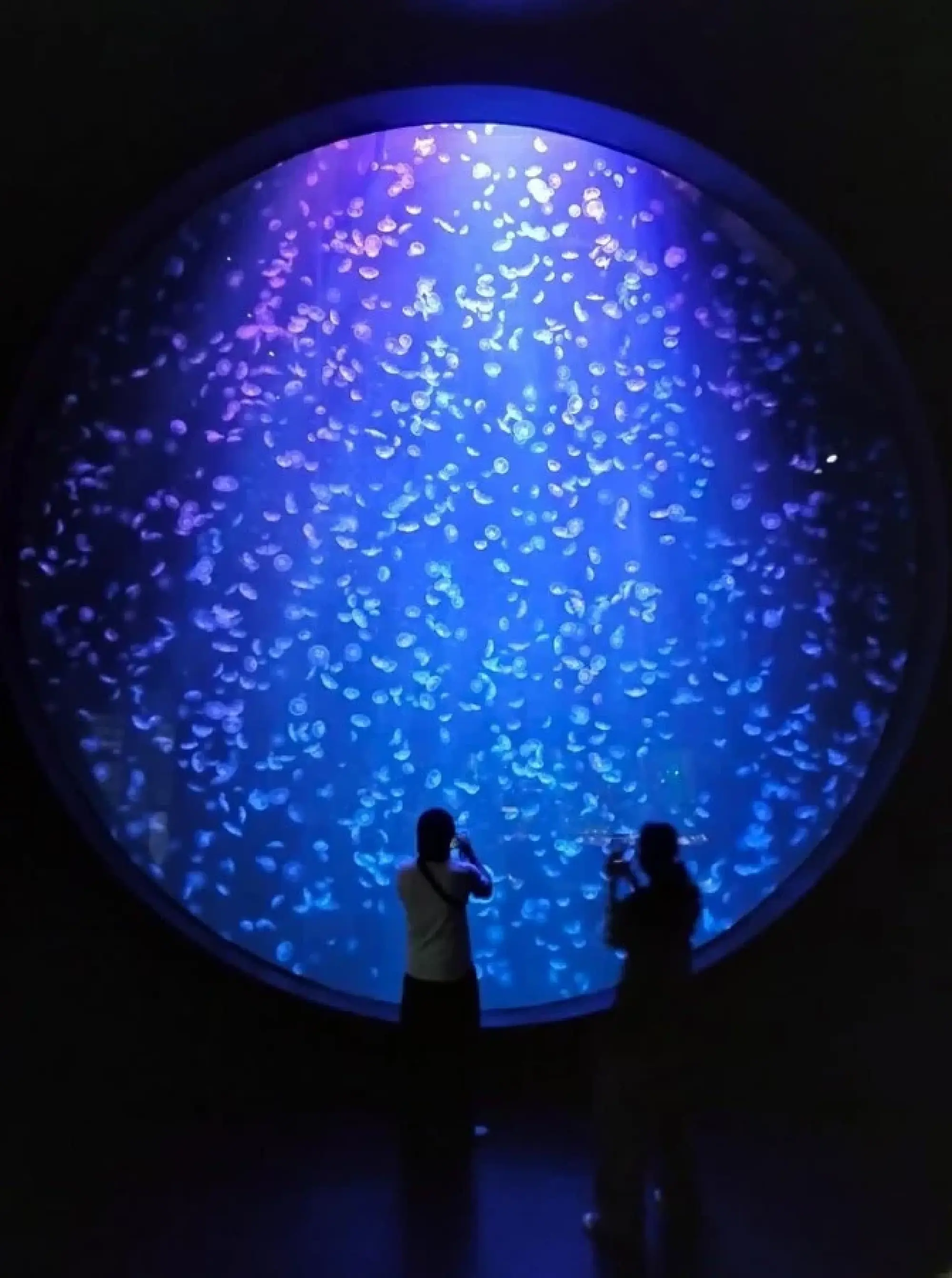 Sleep with the fishes: Glamping at the Singapore Oceanarium