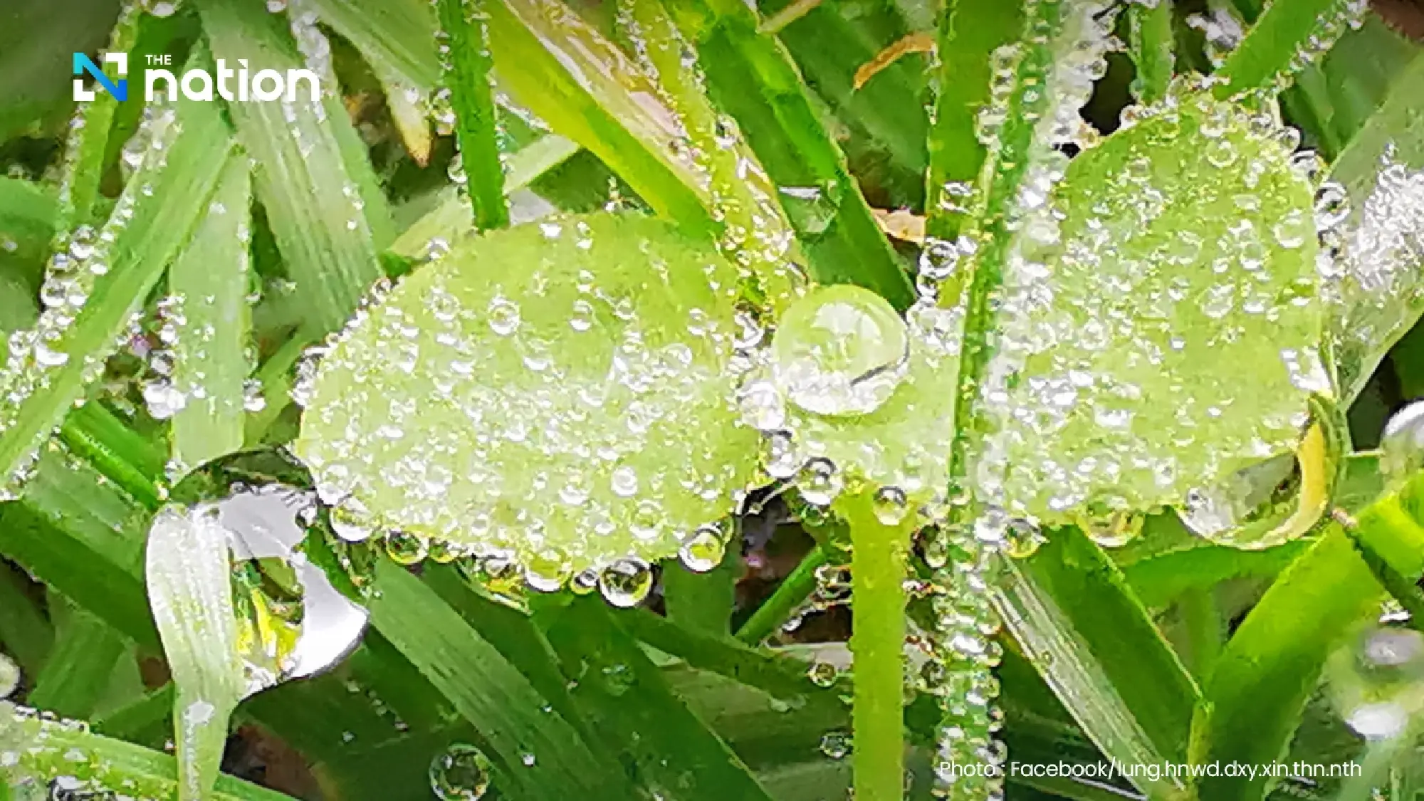 First winter chill hits Doi Inthanon with morning dew sparkling like frost