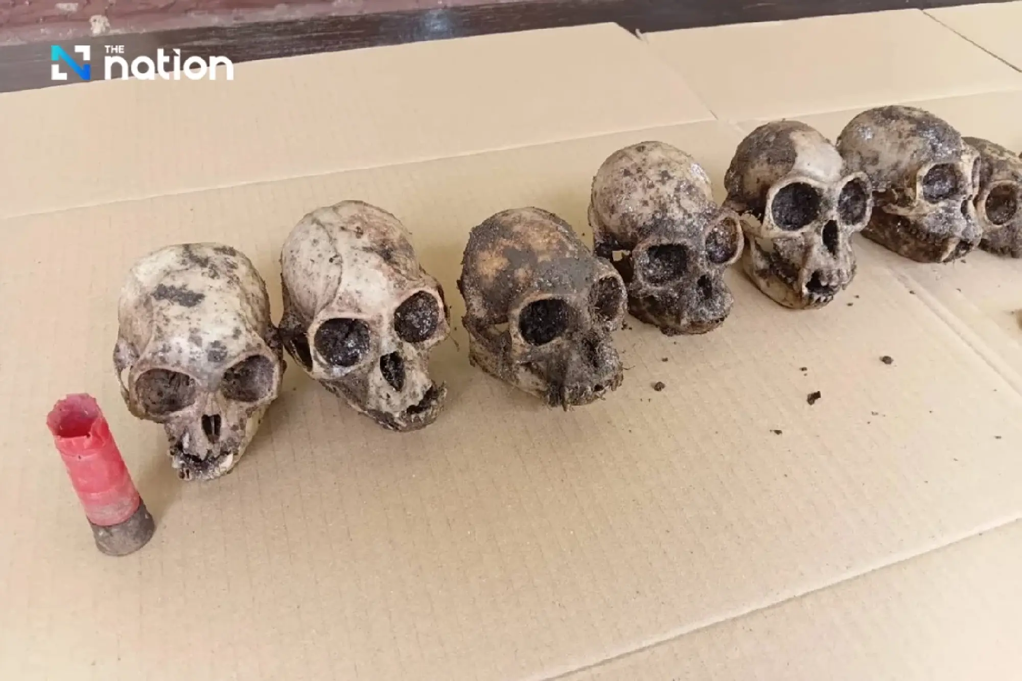 Deputy PM Suchart orders stricter patrols after leaf monkey skulls found in Kaeng Krachan National Park