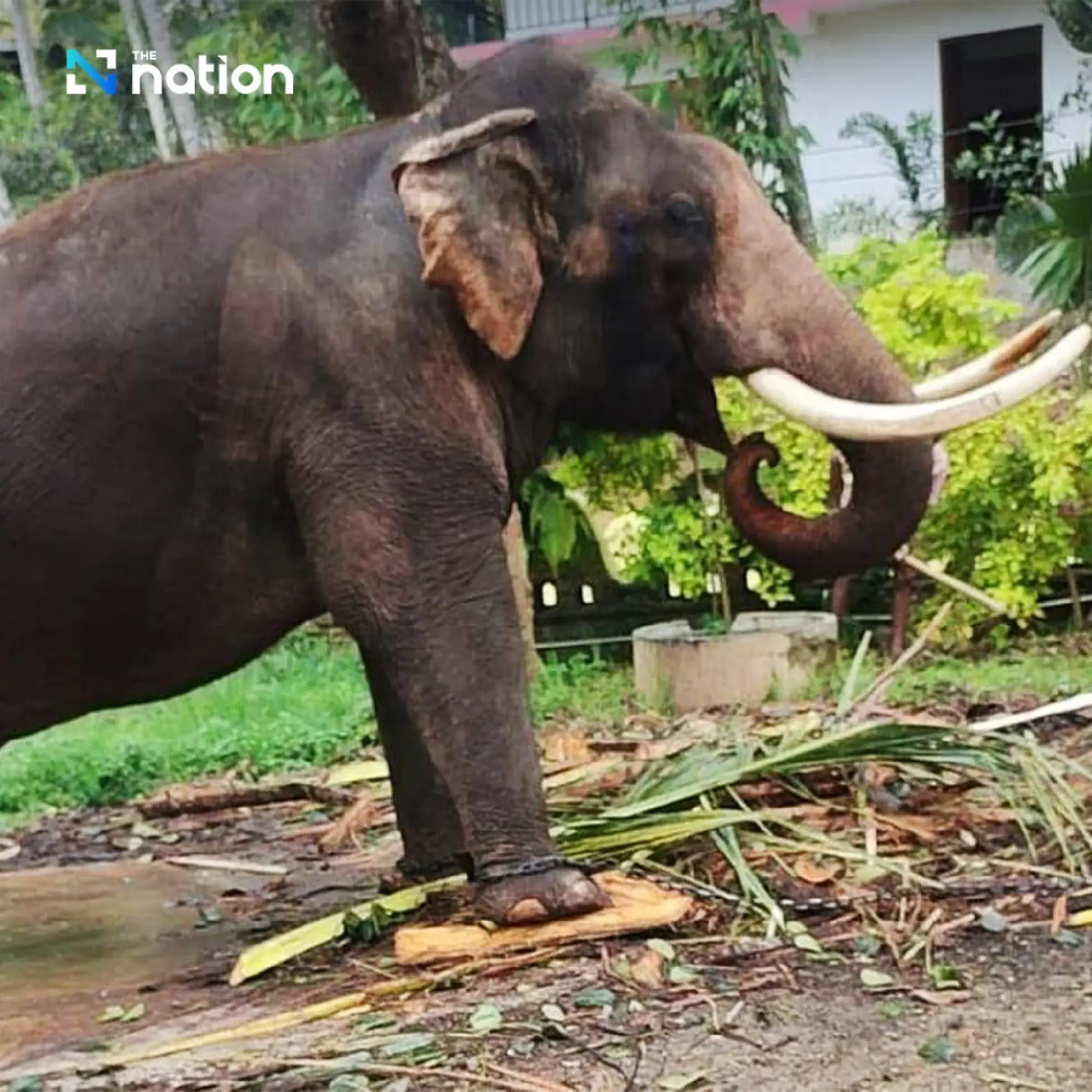 Thailand set to bring back elephants from Sri Lanka after PM’s approval