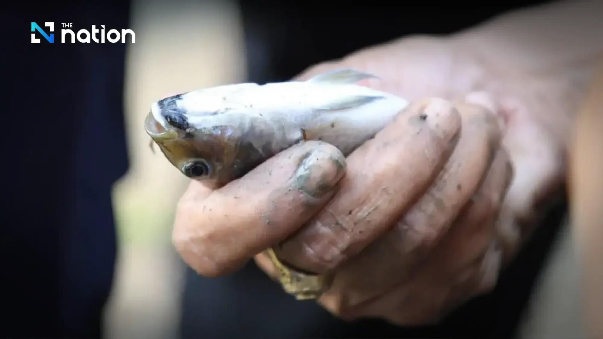 CPF defends integrity in court over false blackchin tilapia allegations