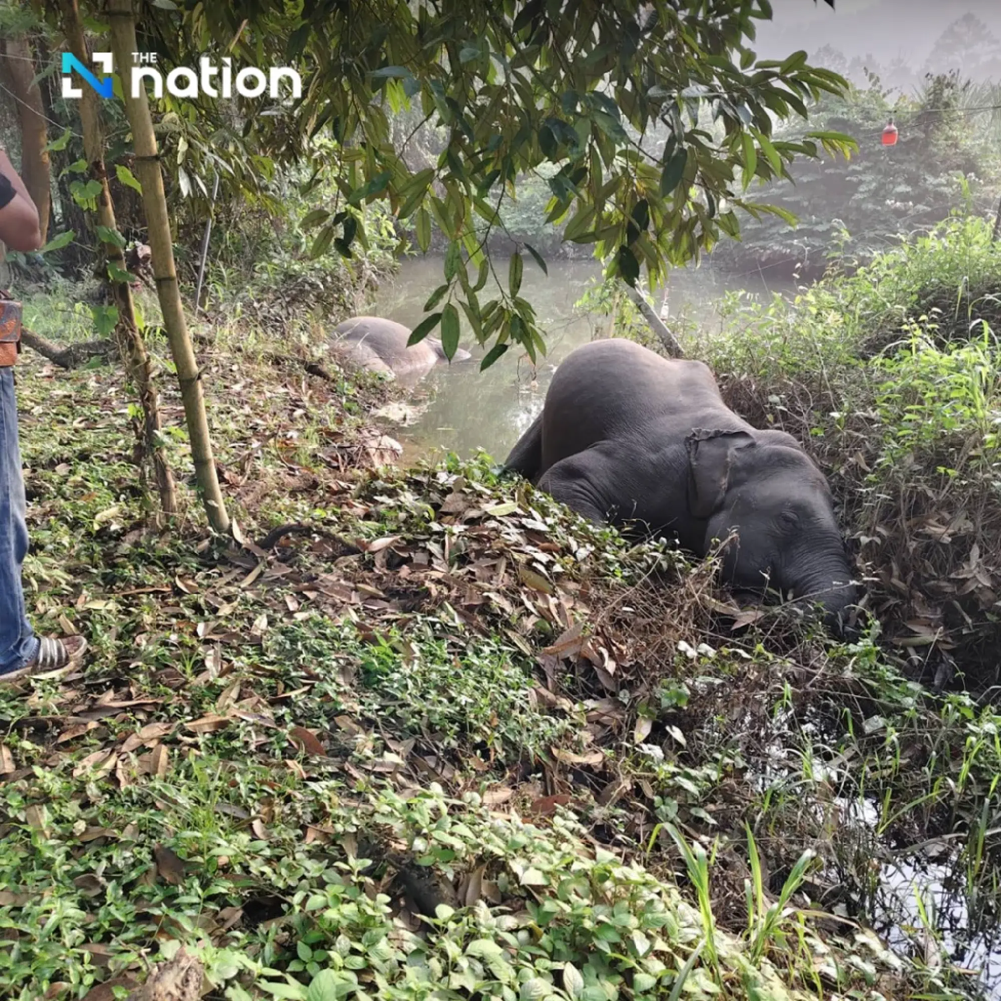 Heartbreaking tragedy at Khao Khitchakut: three wild elephants, including “Plai Muan,” found dead from electrocution in a fruit orchard