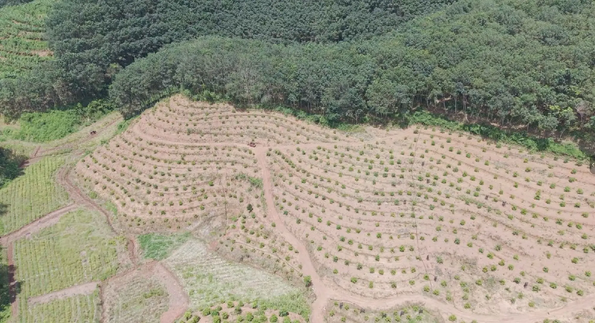 Cultivation in Yunnan paves the way for 'durian freedom'