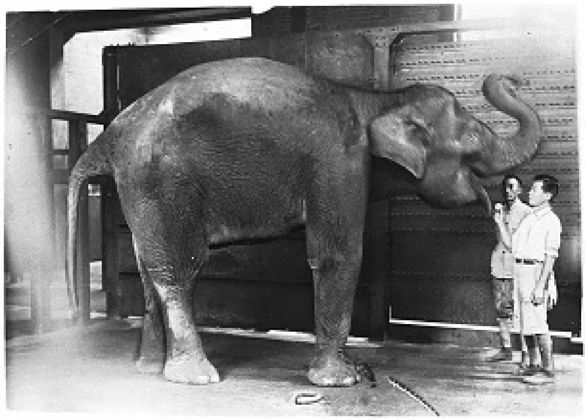 Ueno Zoo: From wartime struggles to modern-day success (1)