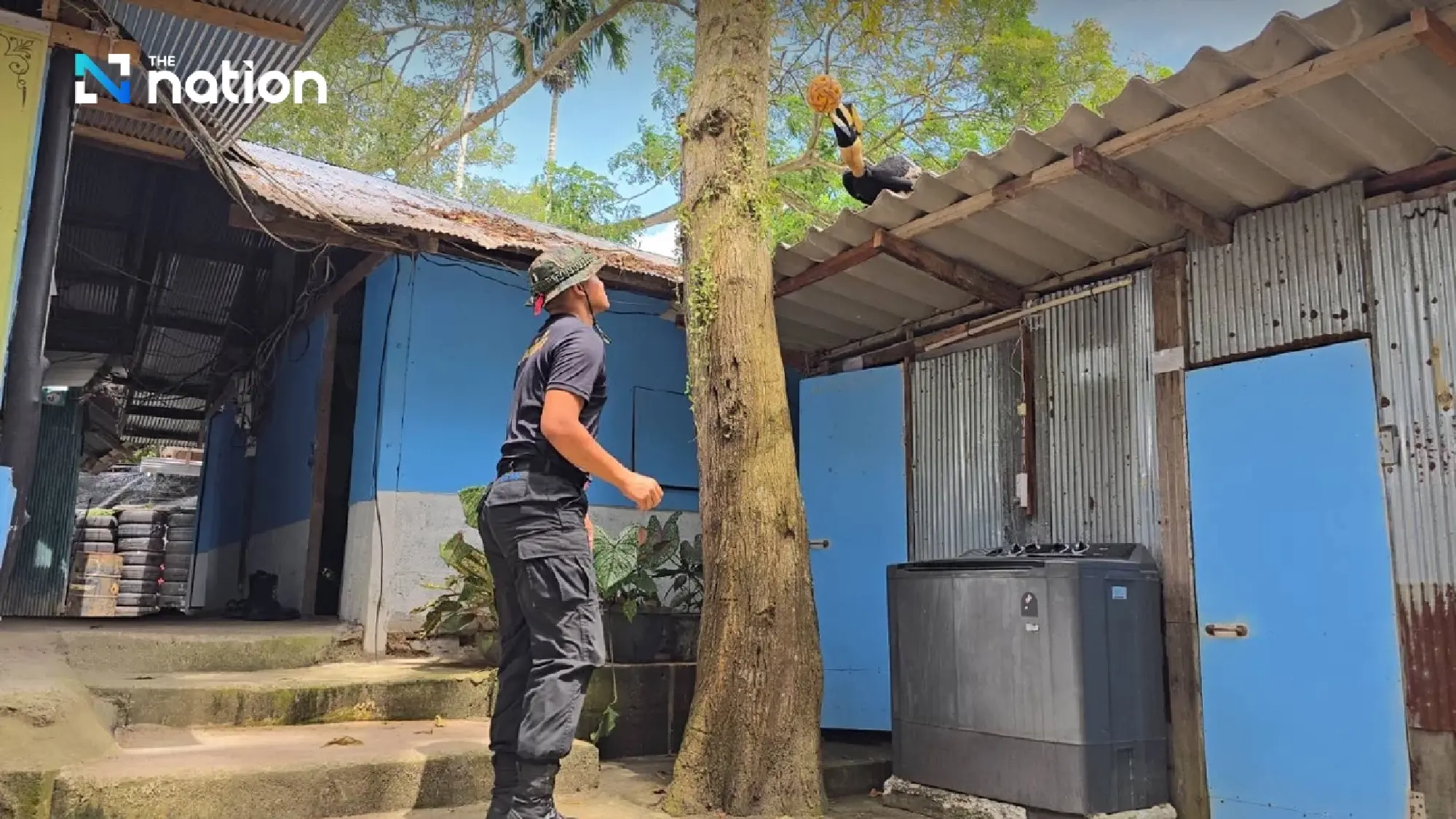 Ma-ae, the intelligent hornbill that plays takraw with Narathiwat marines